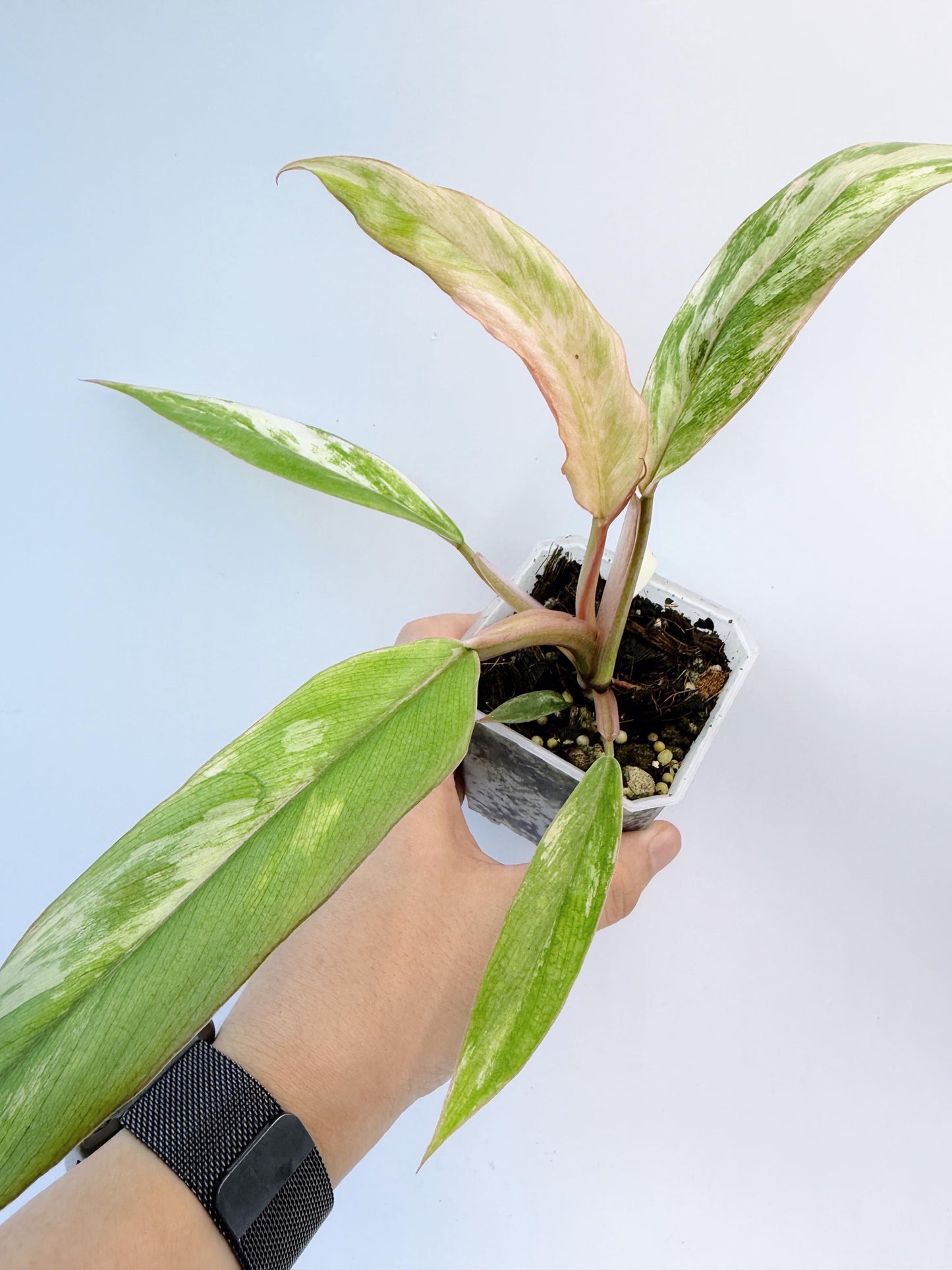 Philodendron Caramel Marble