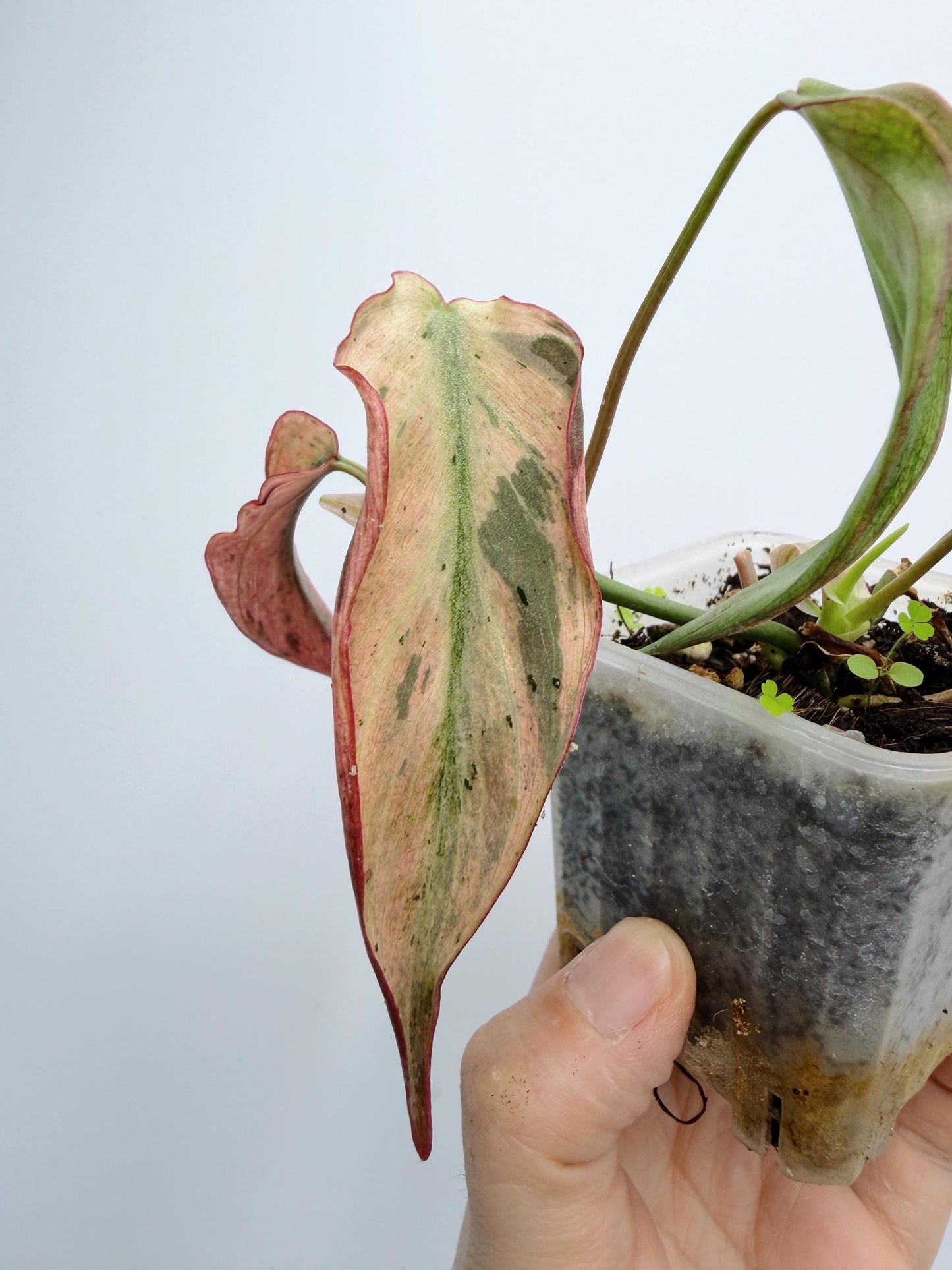 Philodendron Mican Mint Variegated