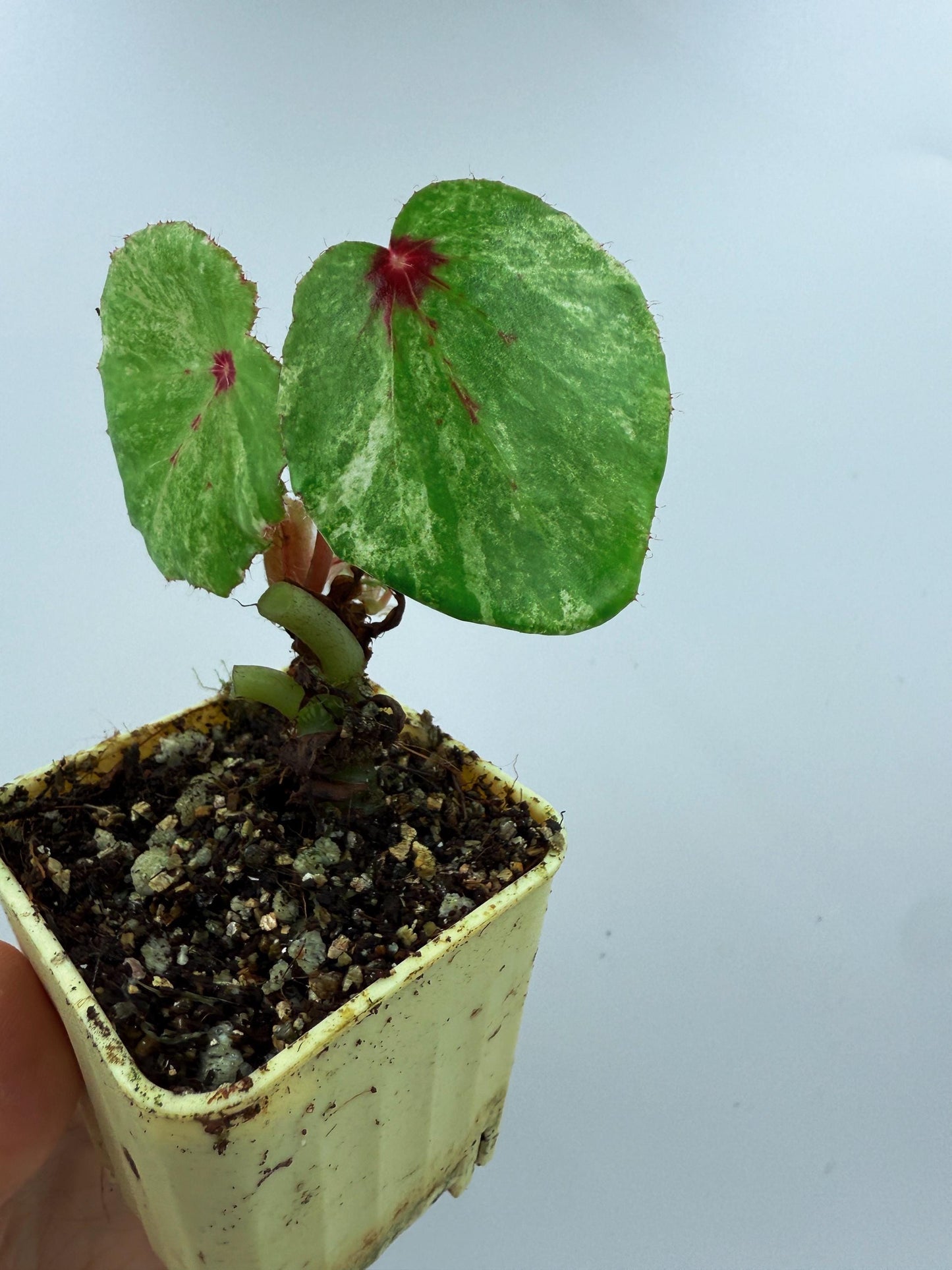 Begonia Rouge Variegated
