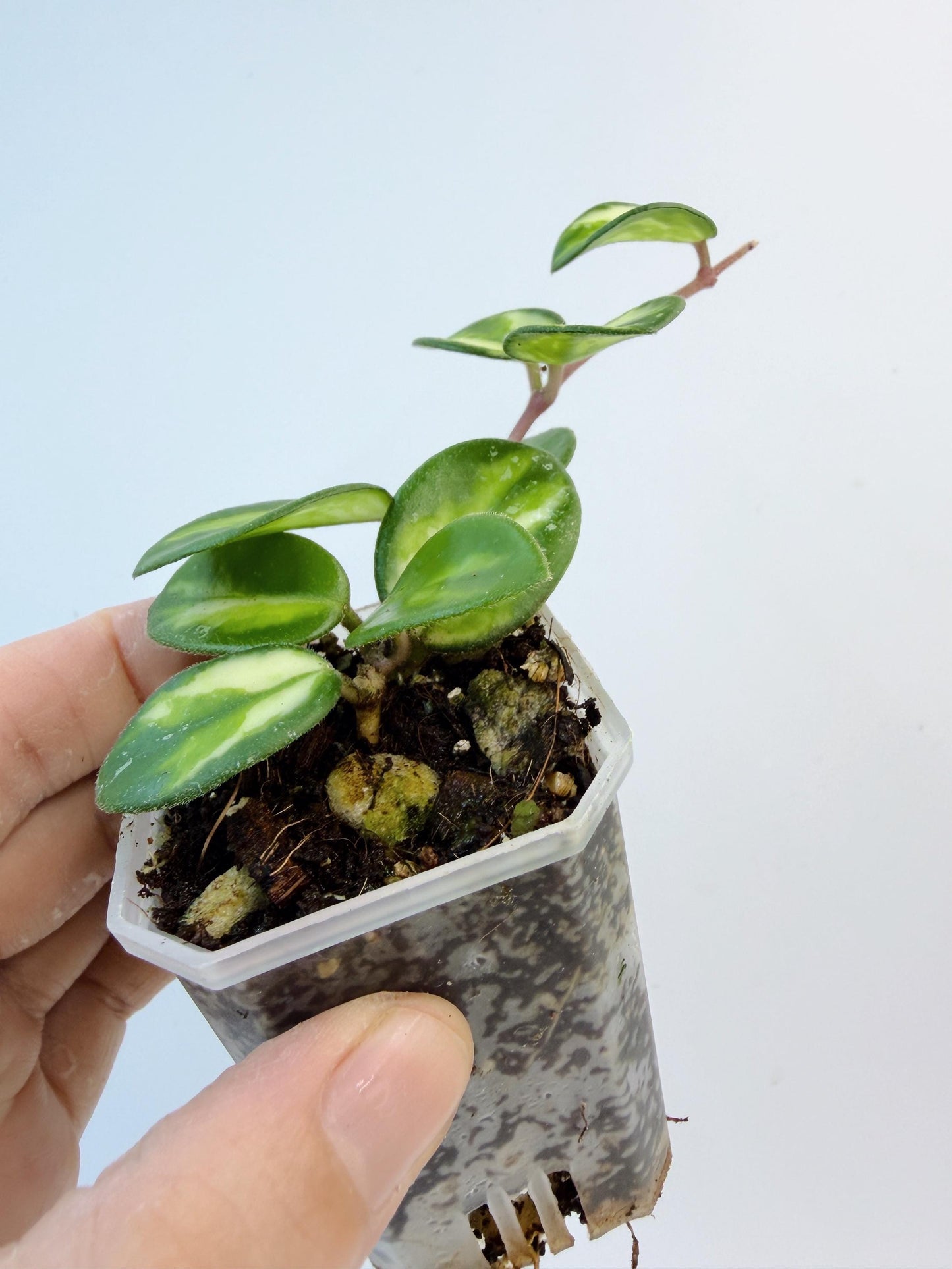 Hoya Mathilde Inner Variegated