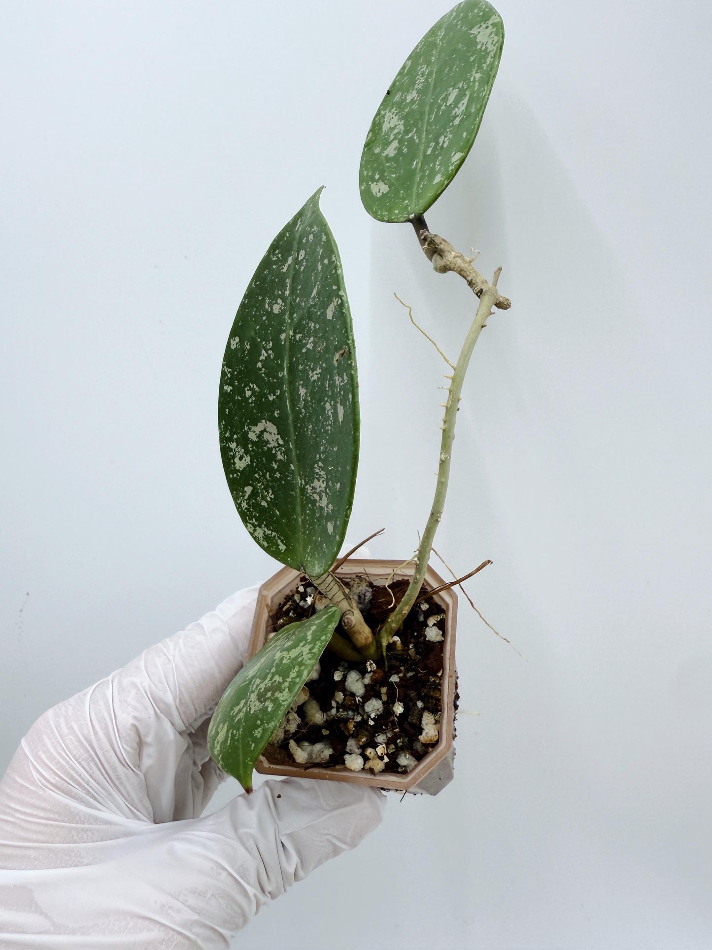 Hoya Verticillata Heart Leaves Splash