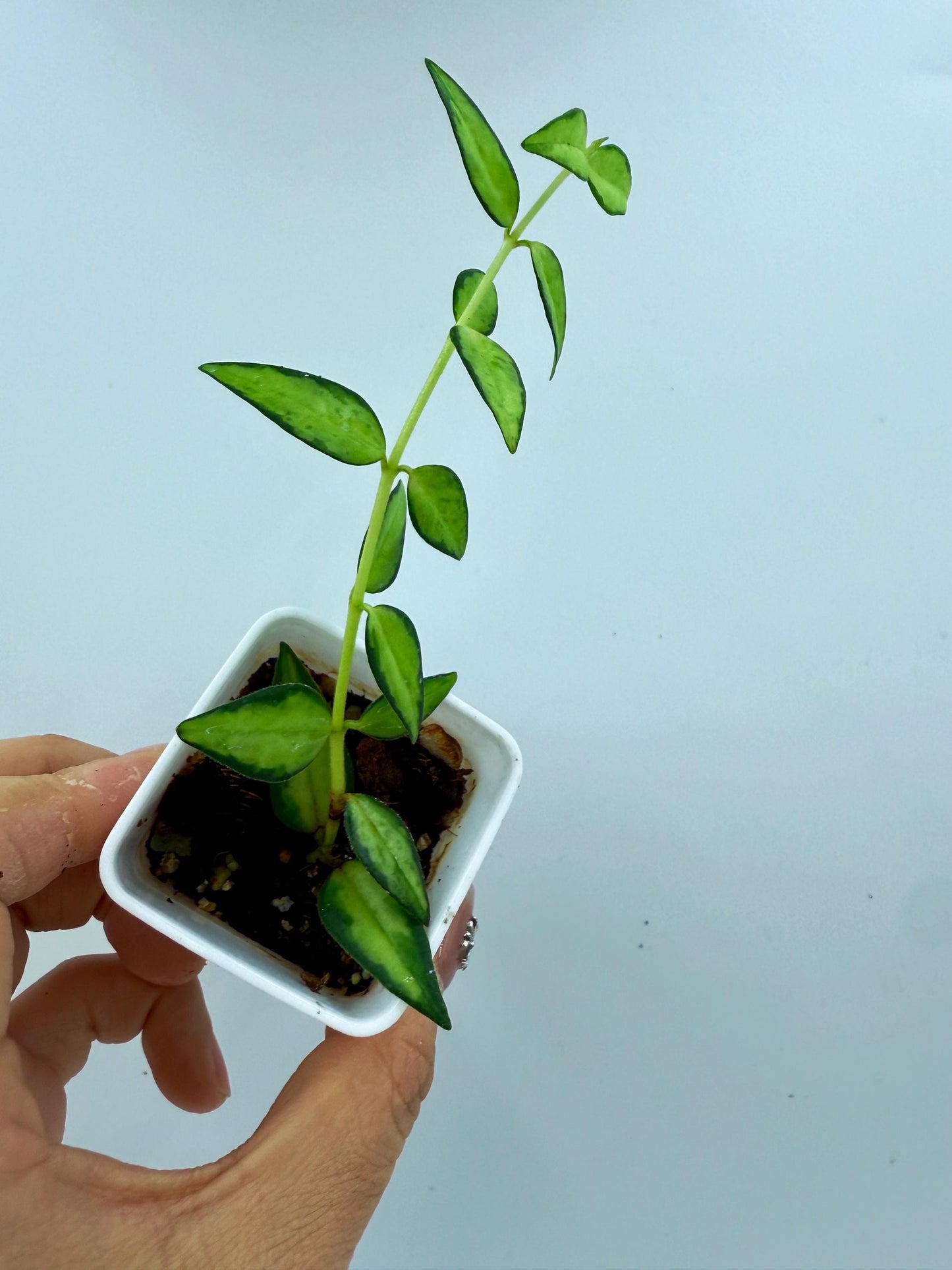 Hoya Bella Inner Variegated