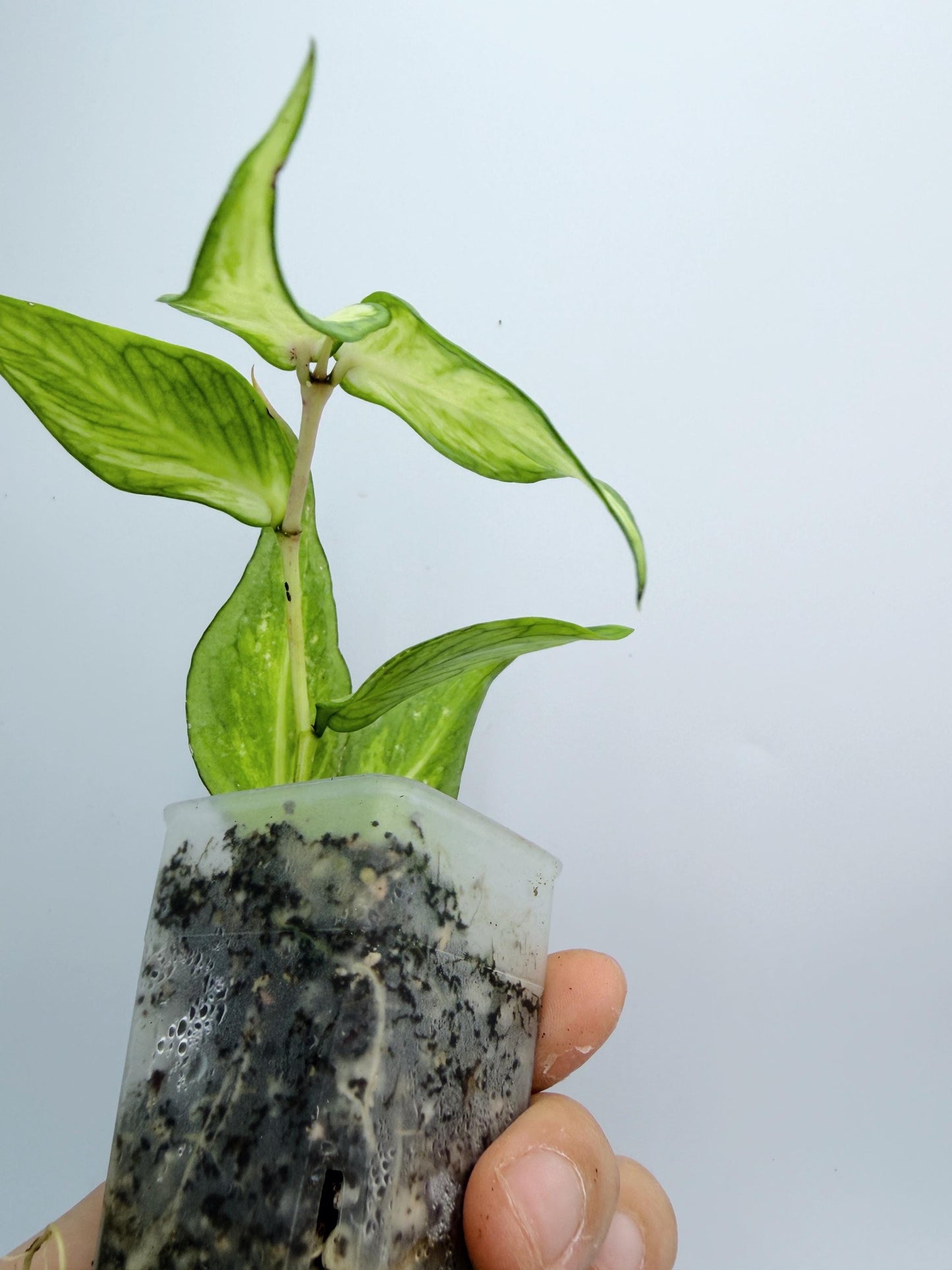 Hoya Polyneura Inner Variegated