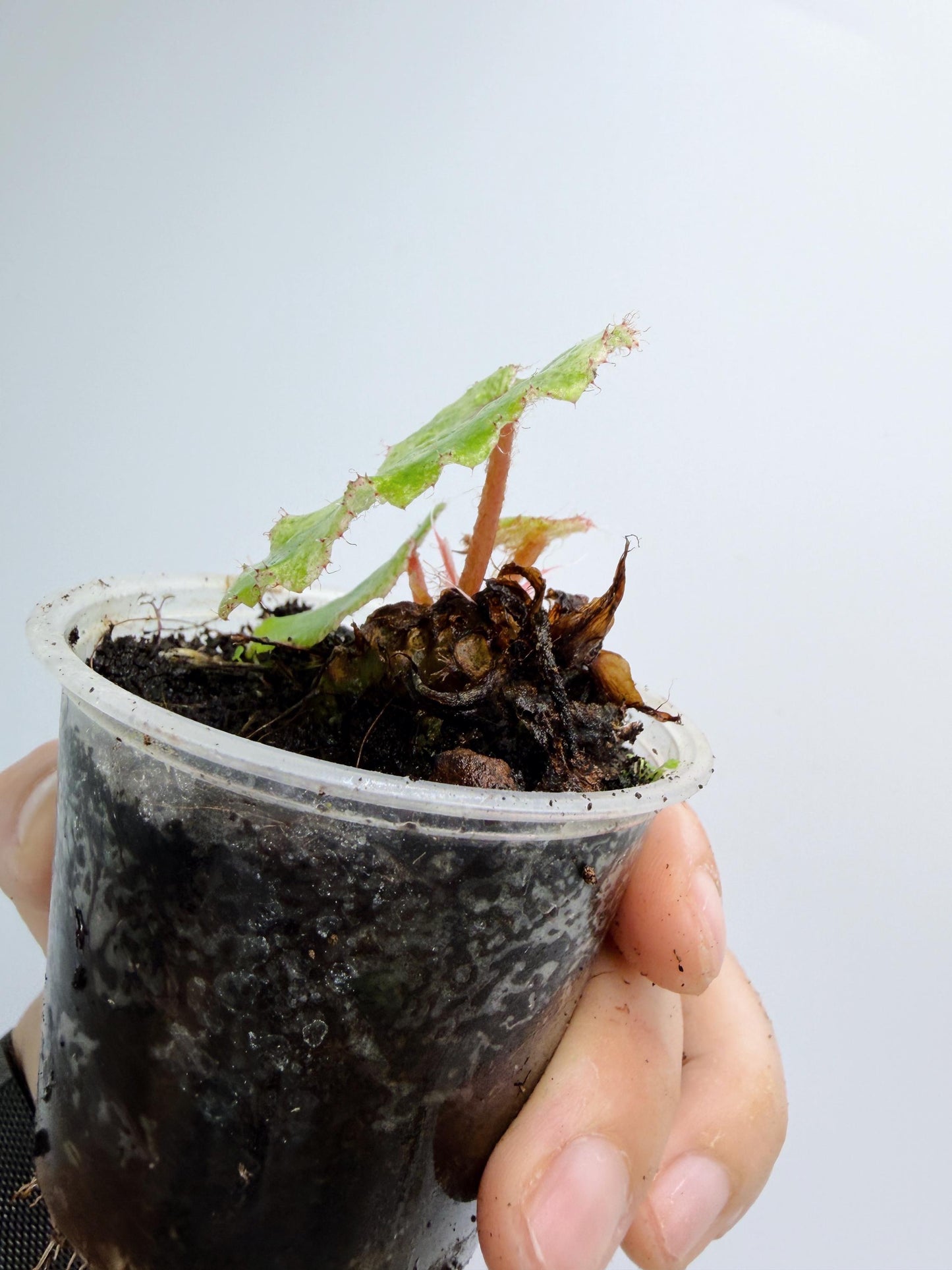 Begonia Rouge Variegated