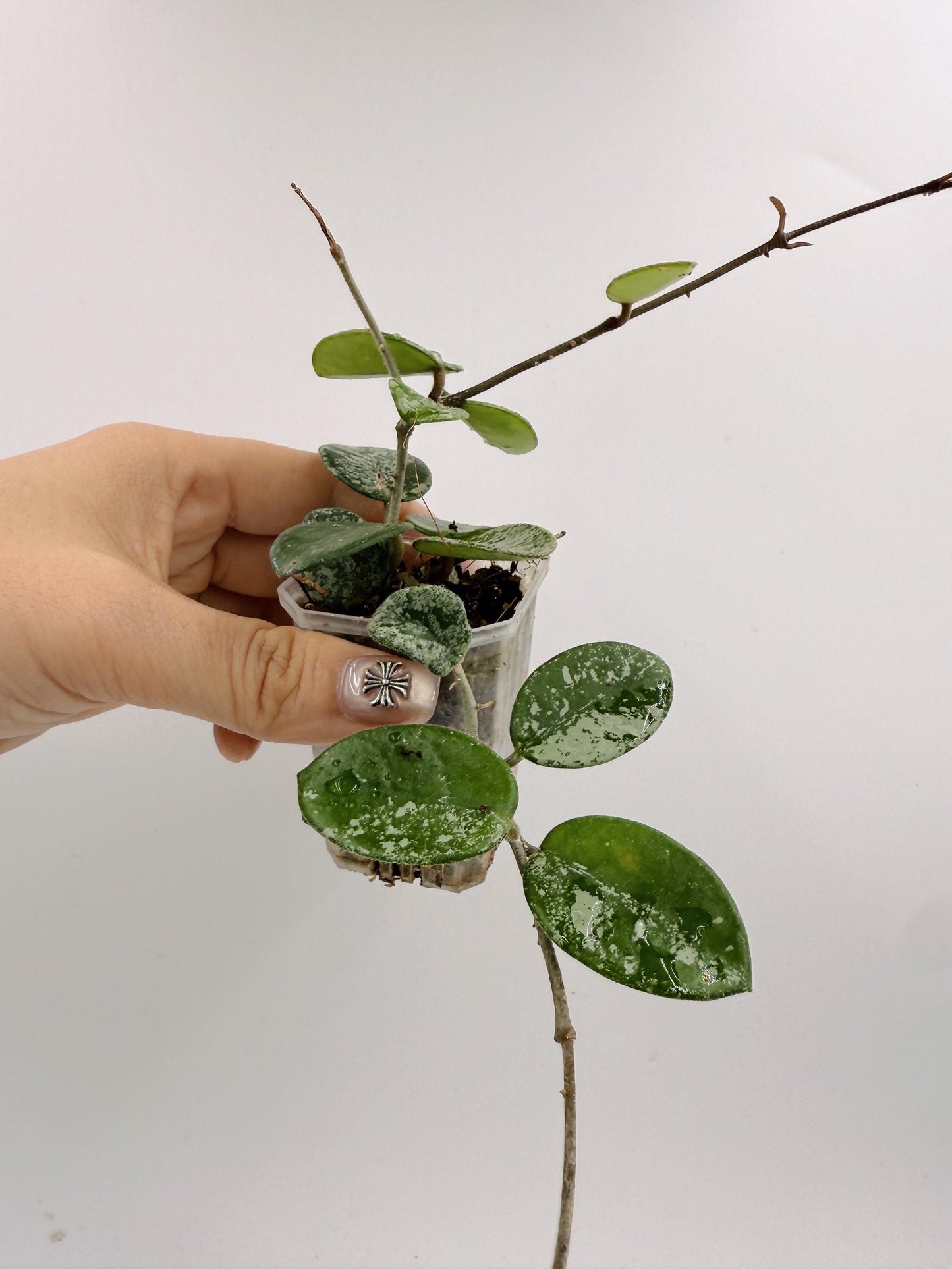 Hoya Mathilde Splash