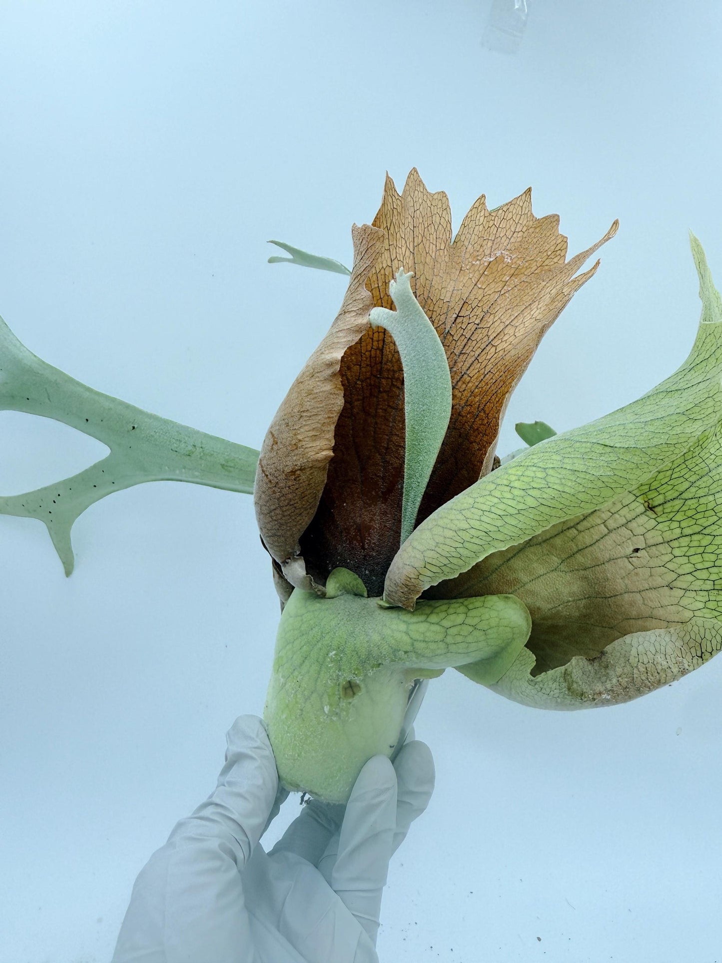 Platycerium Bifurcatum sp.White