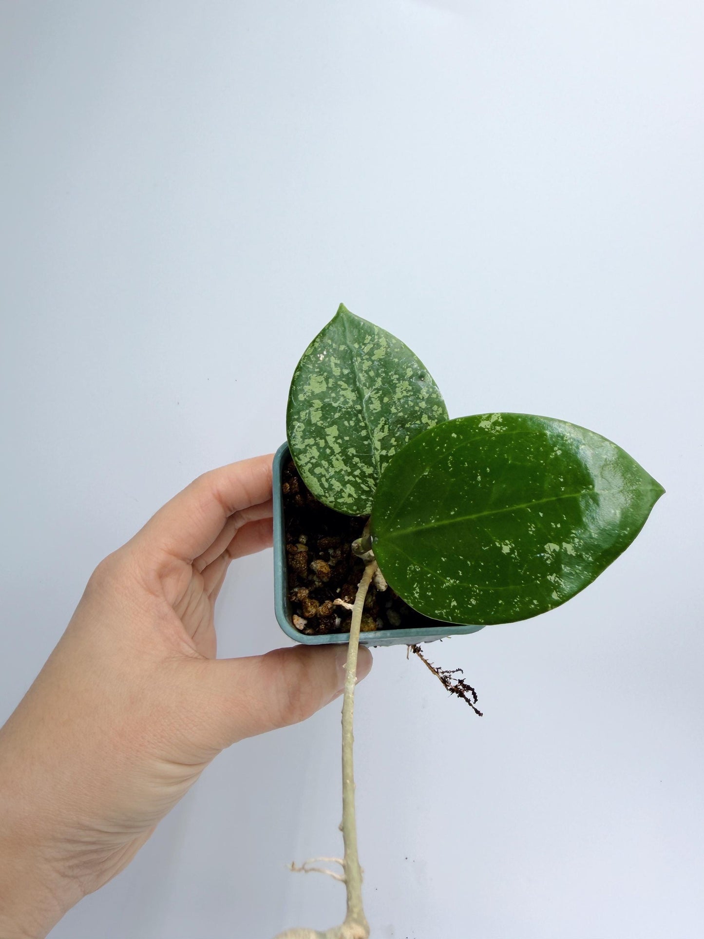 Hoya Verticillata Heart Leaves Splash