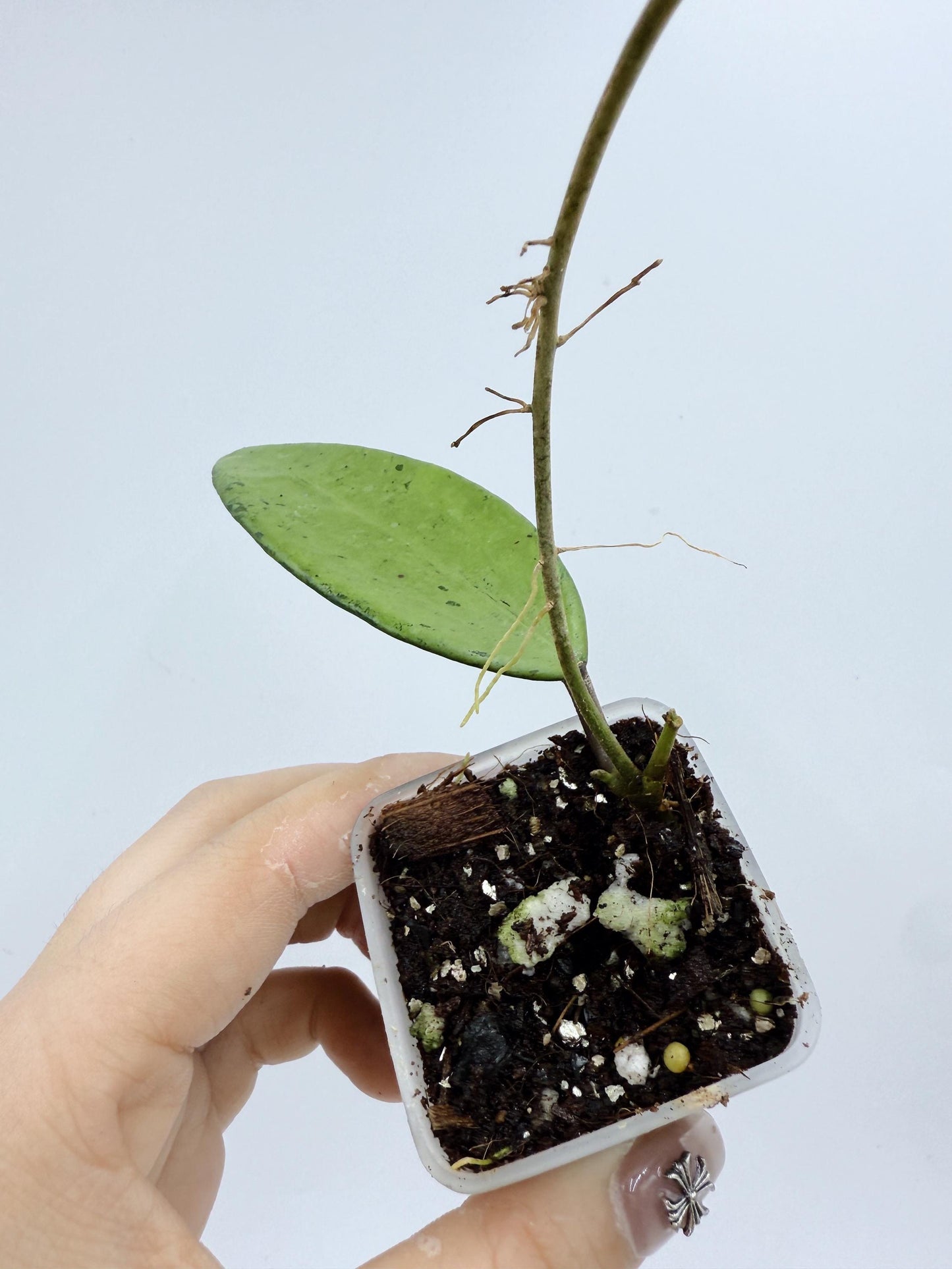 Hoya Snow Cui Silver