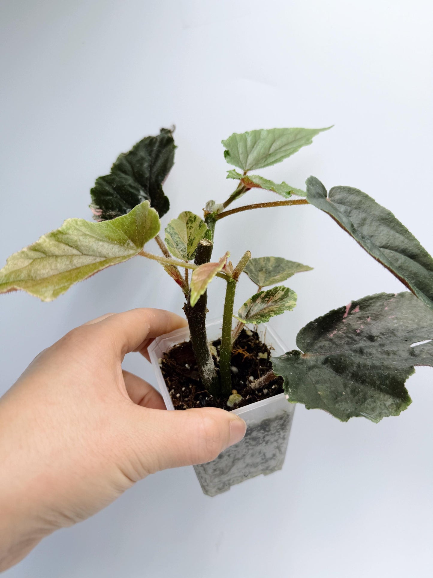 Begonia Ginny Galaxy Variegated