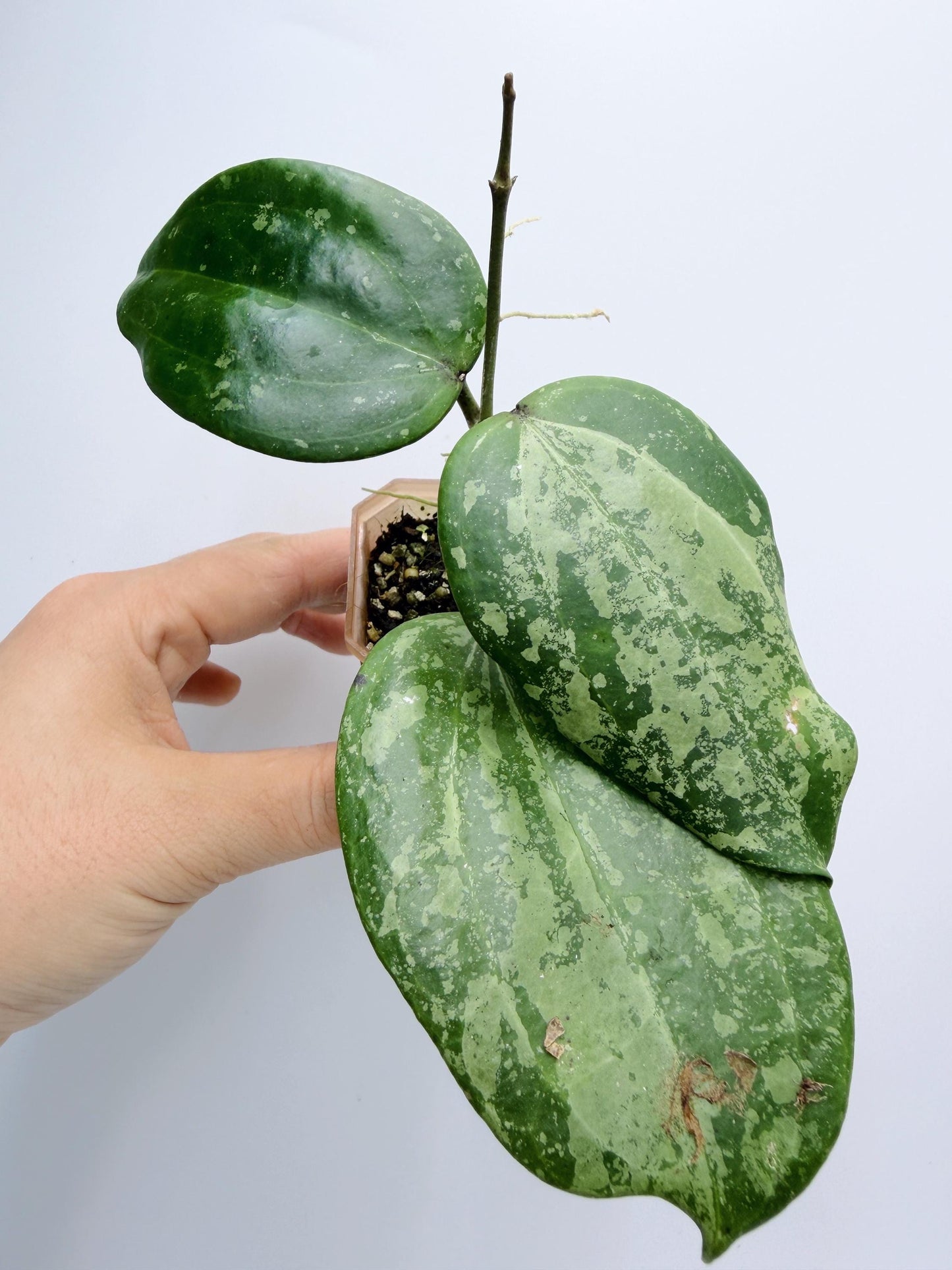 Hoya Michele Silver/Splash