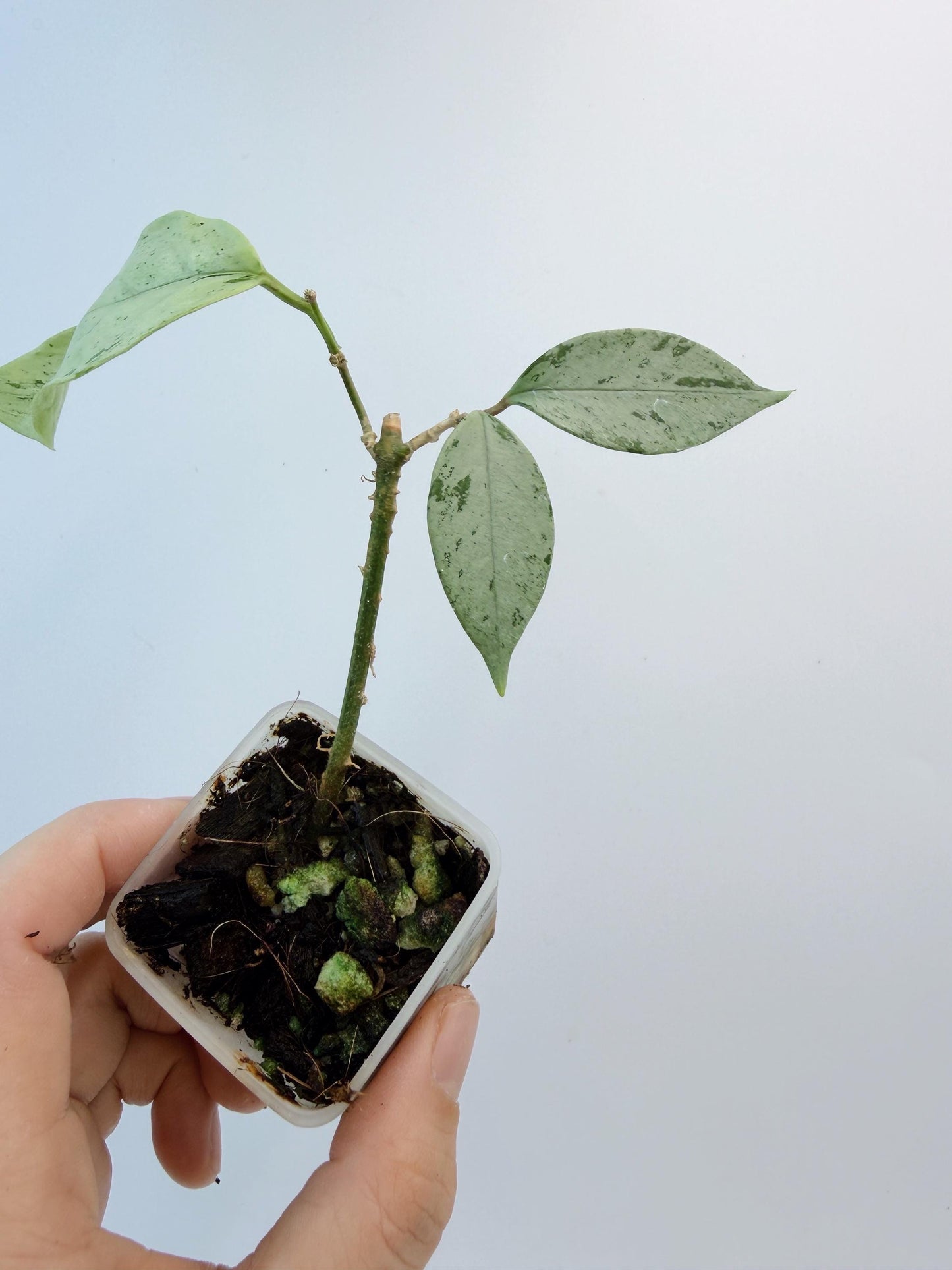 Hoya Coriacea Silver