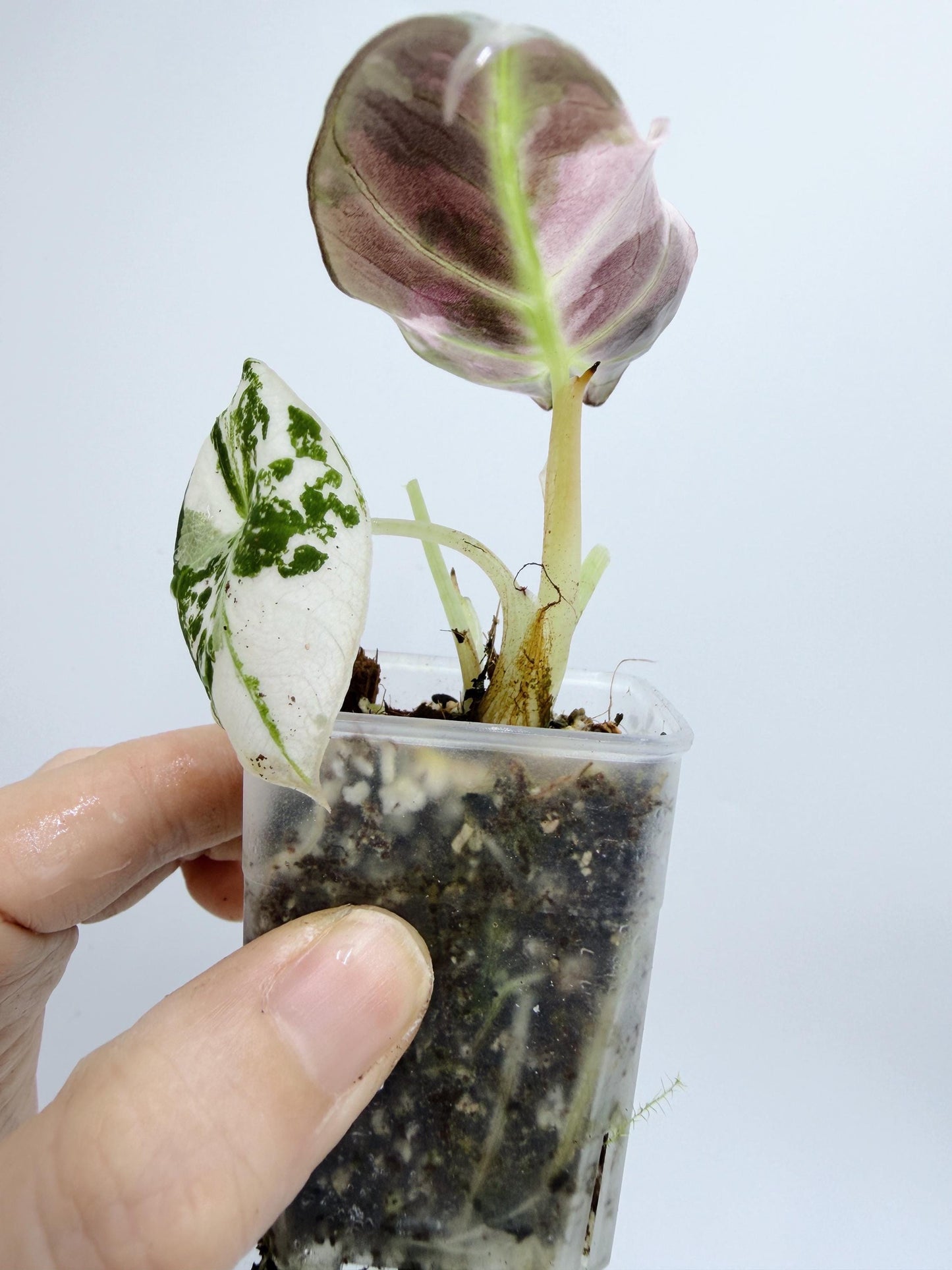 Alocasia Black Velvet Pink Variegated