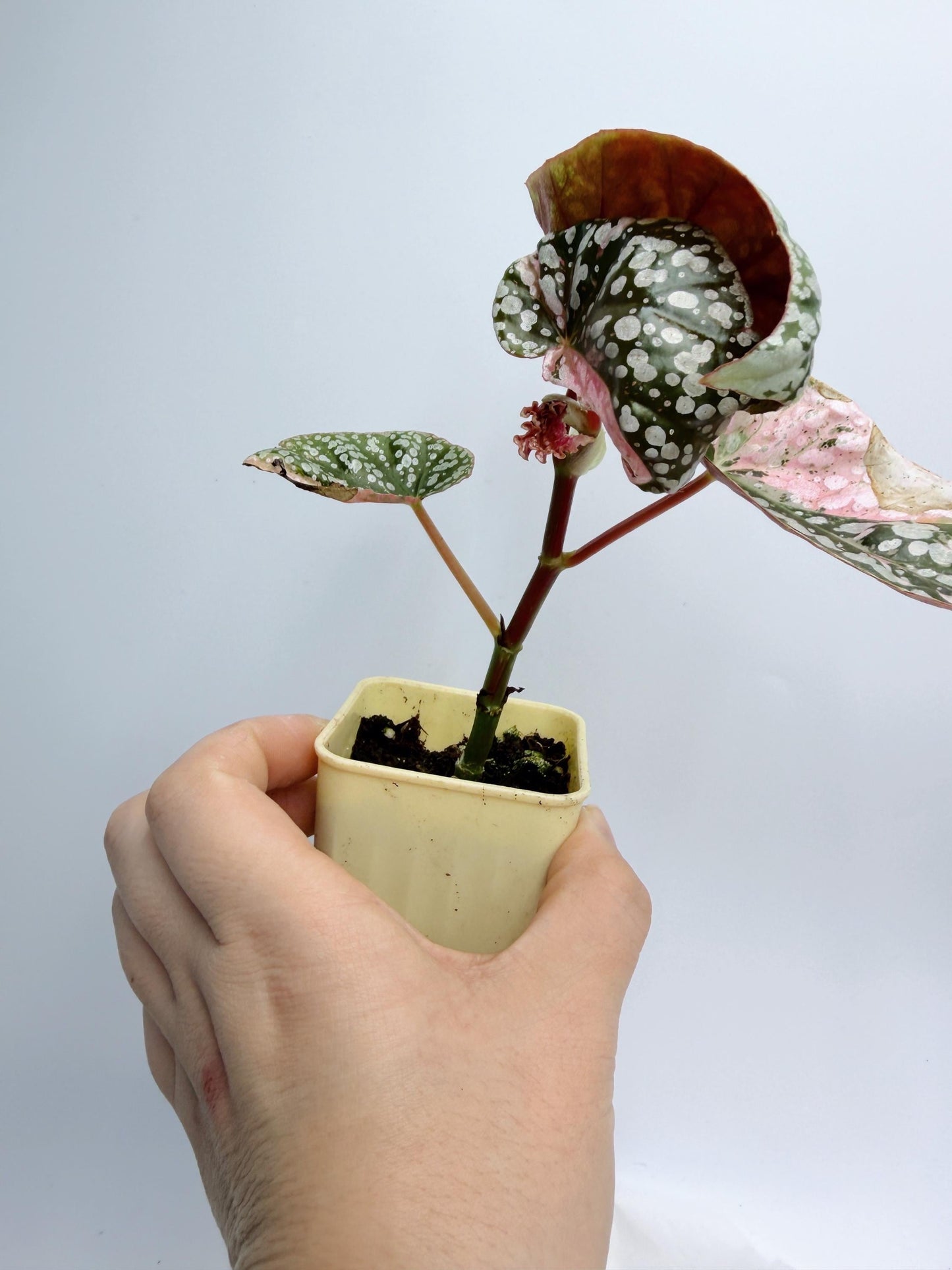 Begonia Snow Capped Variegated