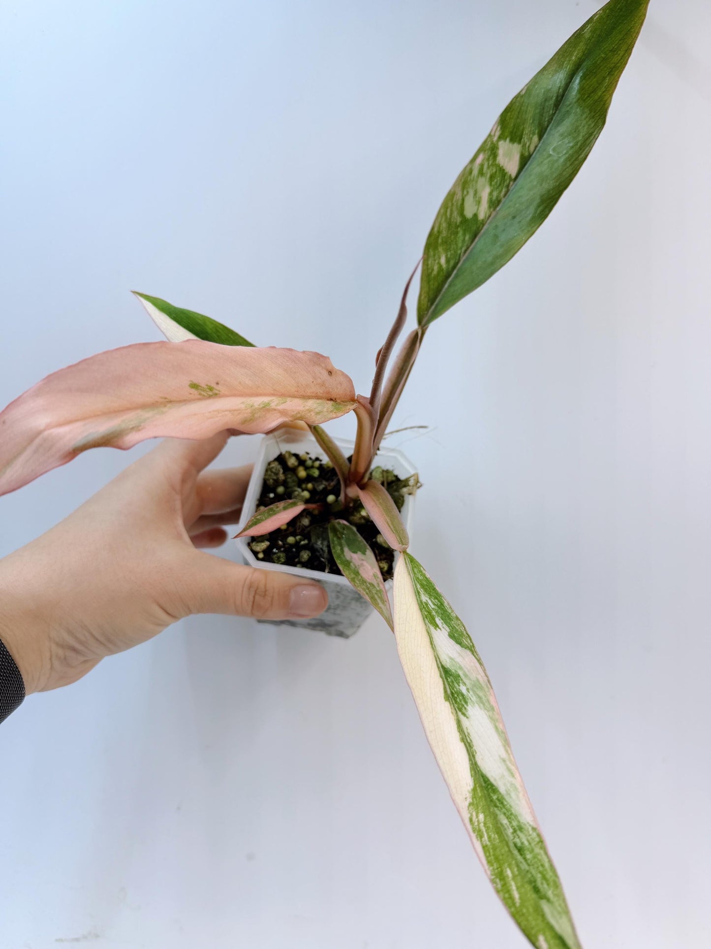 Philodendron Caramel Marble