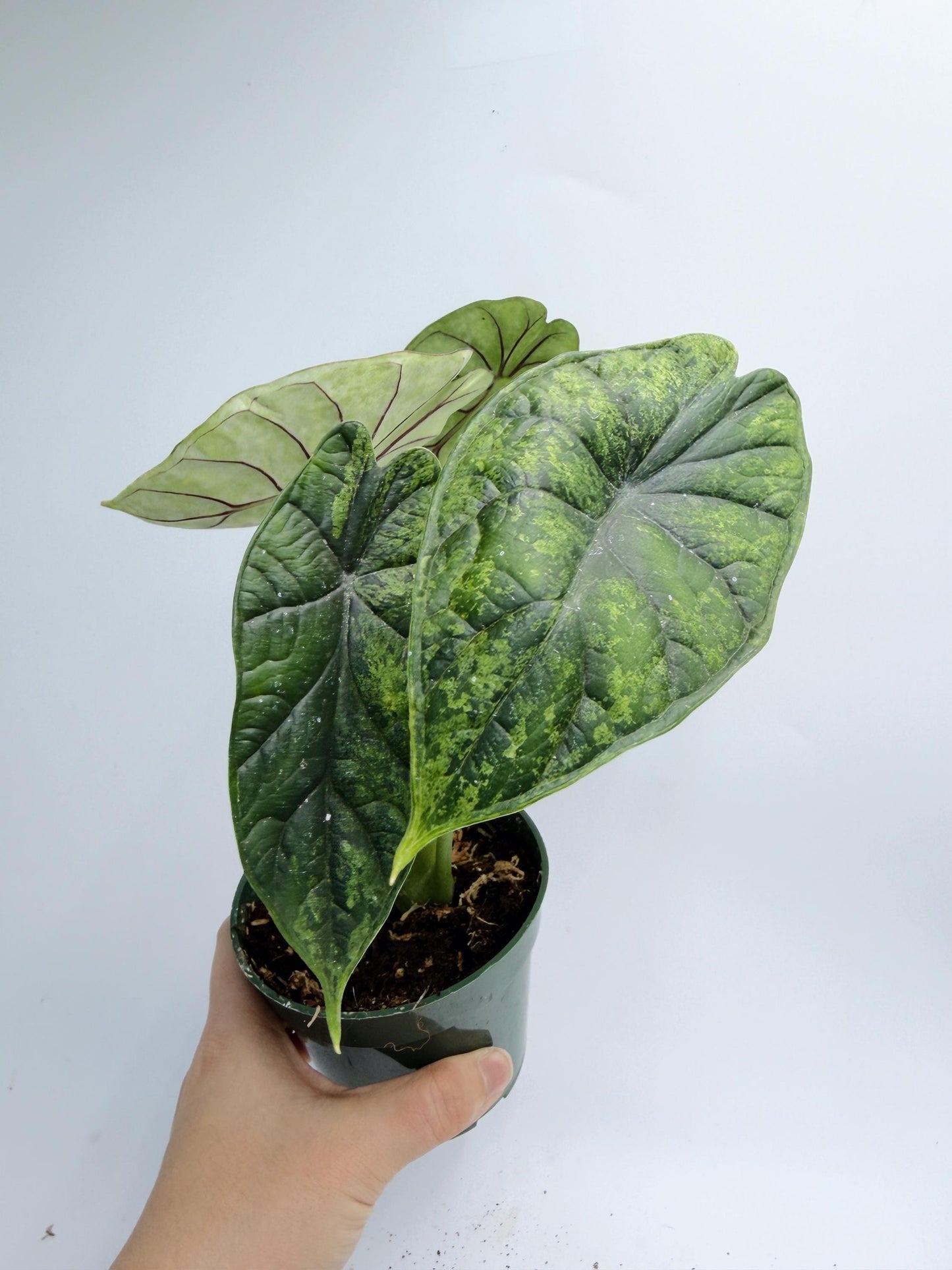 Alocasia Dragon Scale Mint