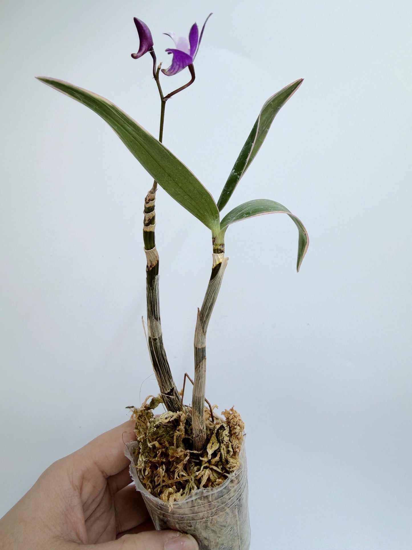Dendrobium Kingianum
