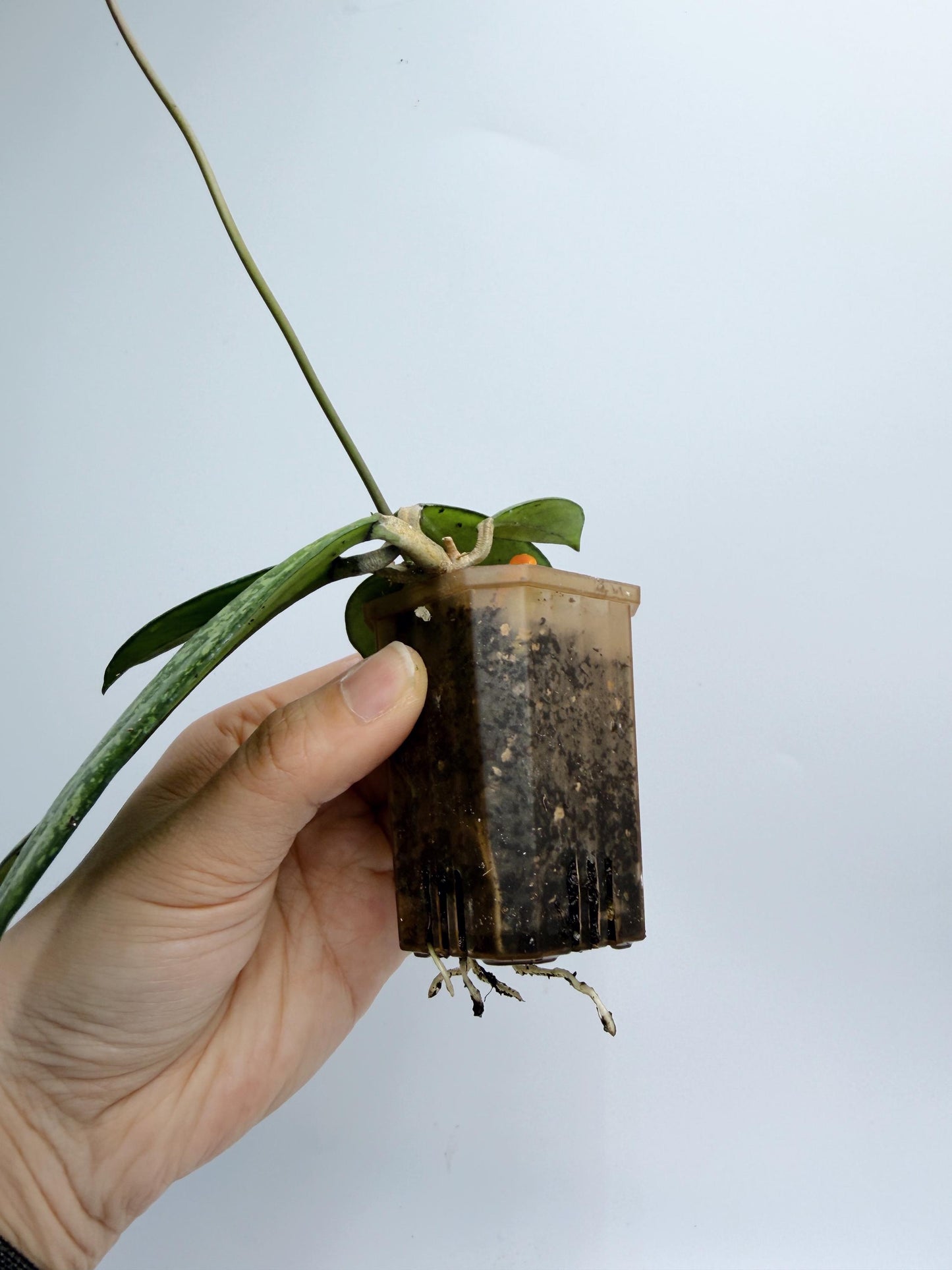 Hoya Crassipetiolata Splash