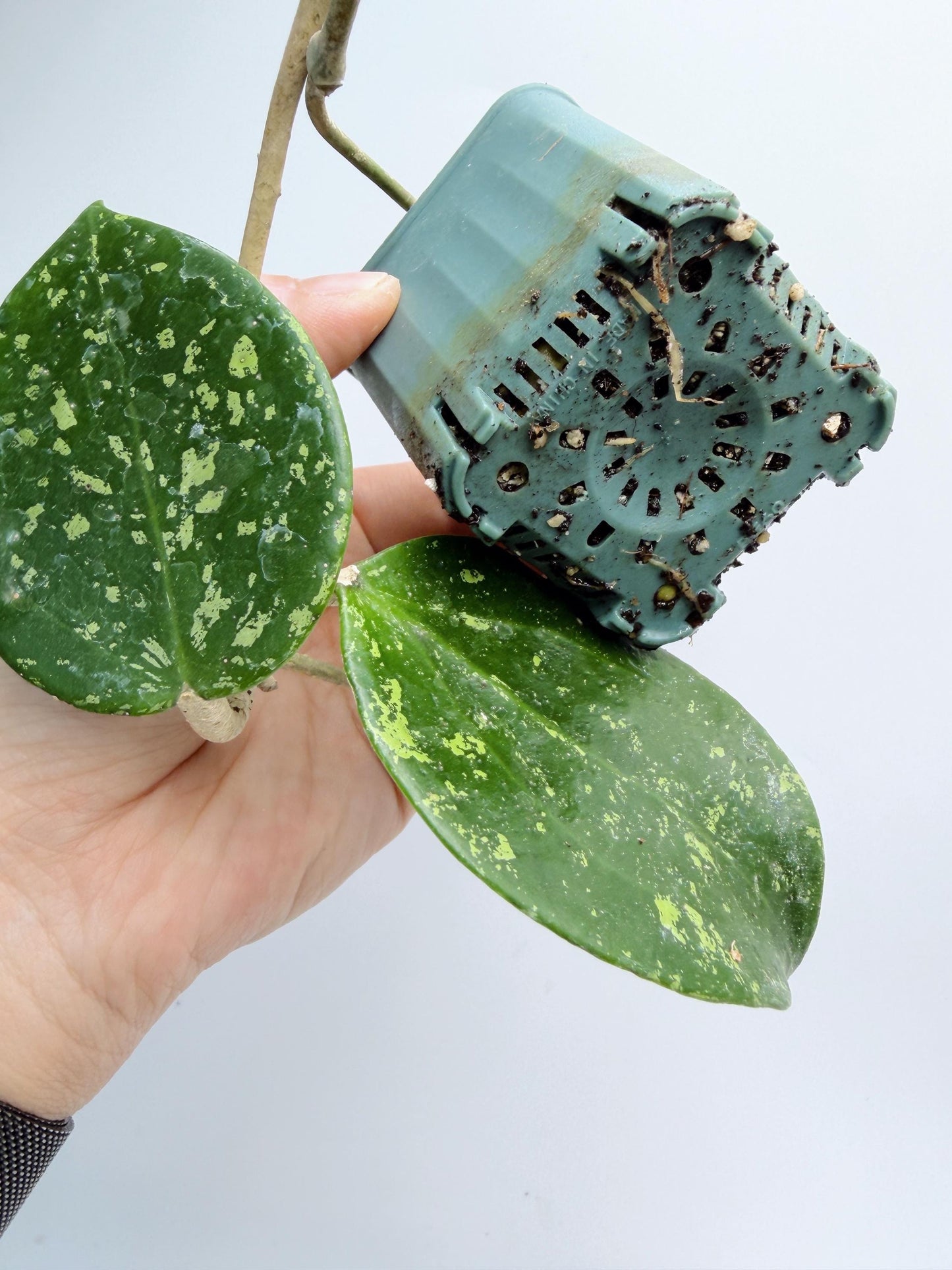 Hoya Verticillata Heart Leaves Splash