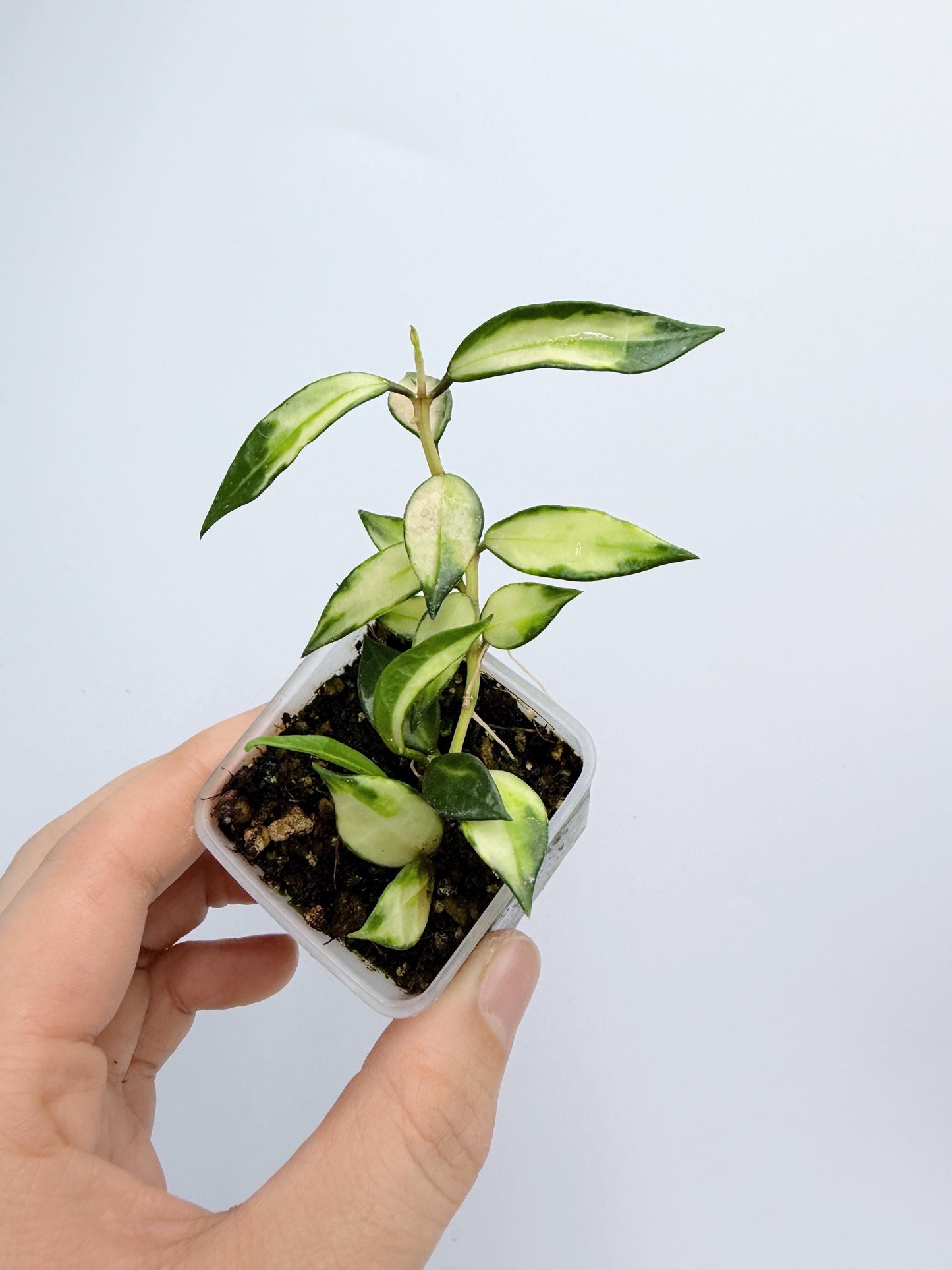 Hoya Lacunosa Inner Variegated