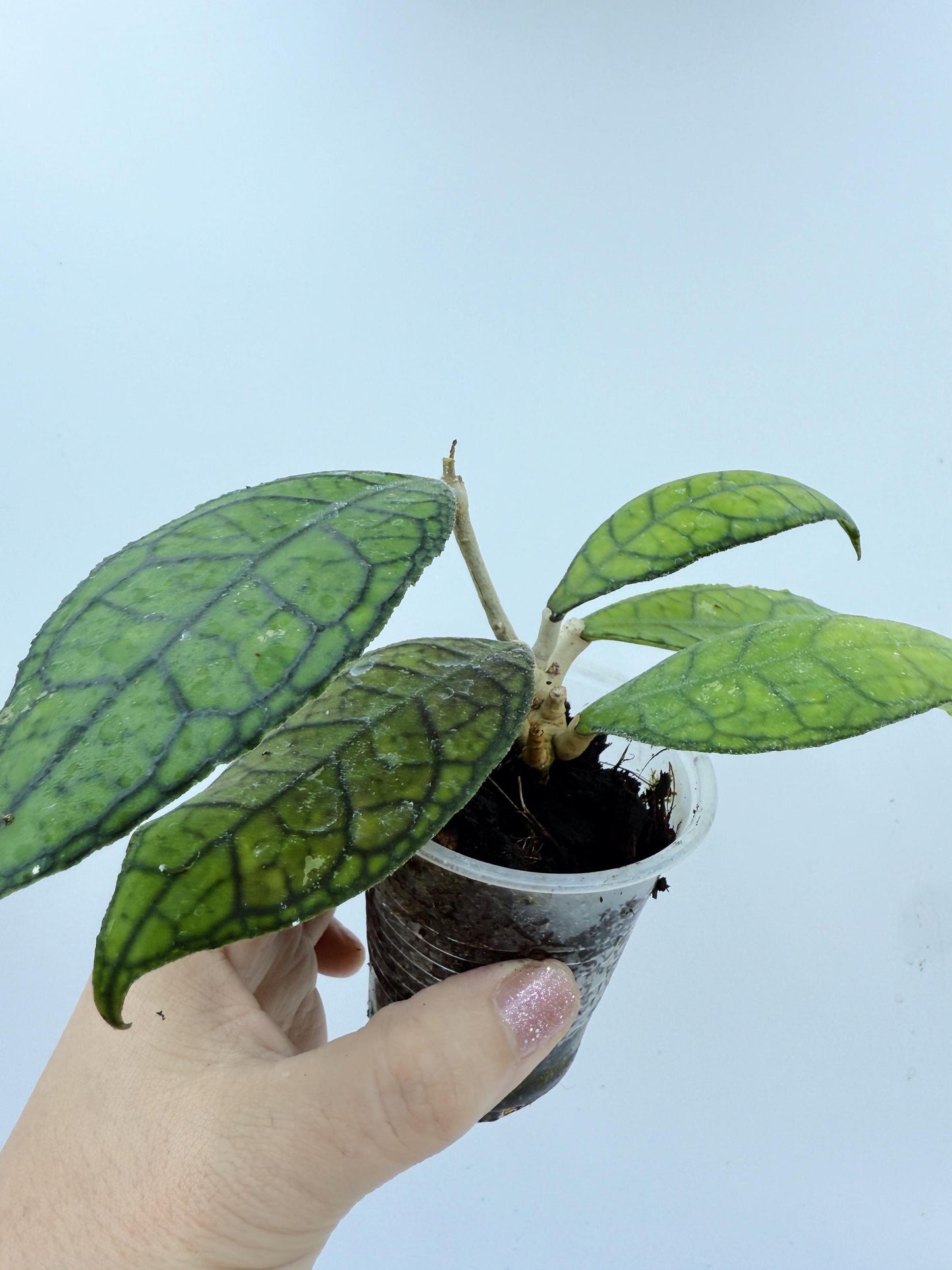 Hoya Callistophylla