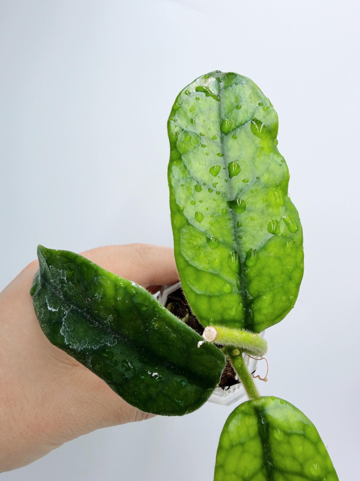 Hoya Globulosa (long leaf)