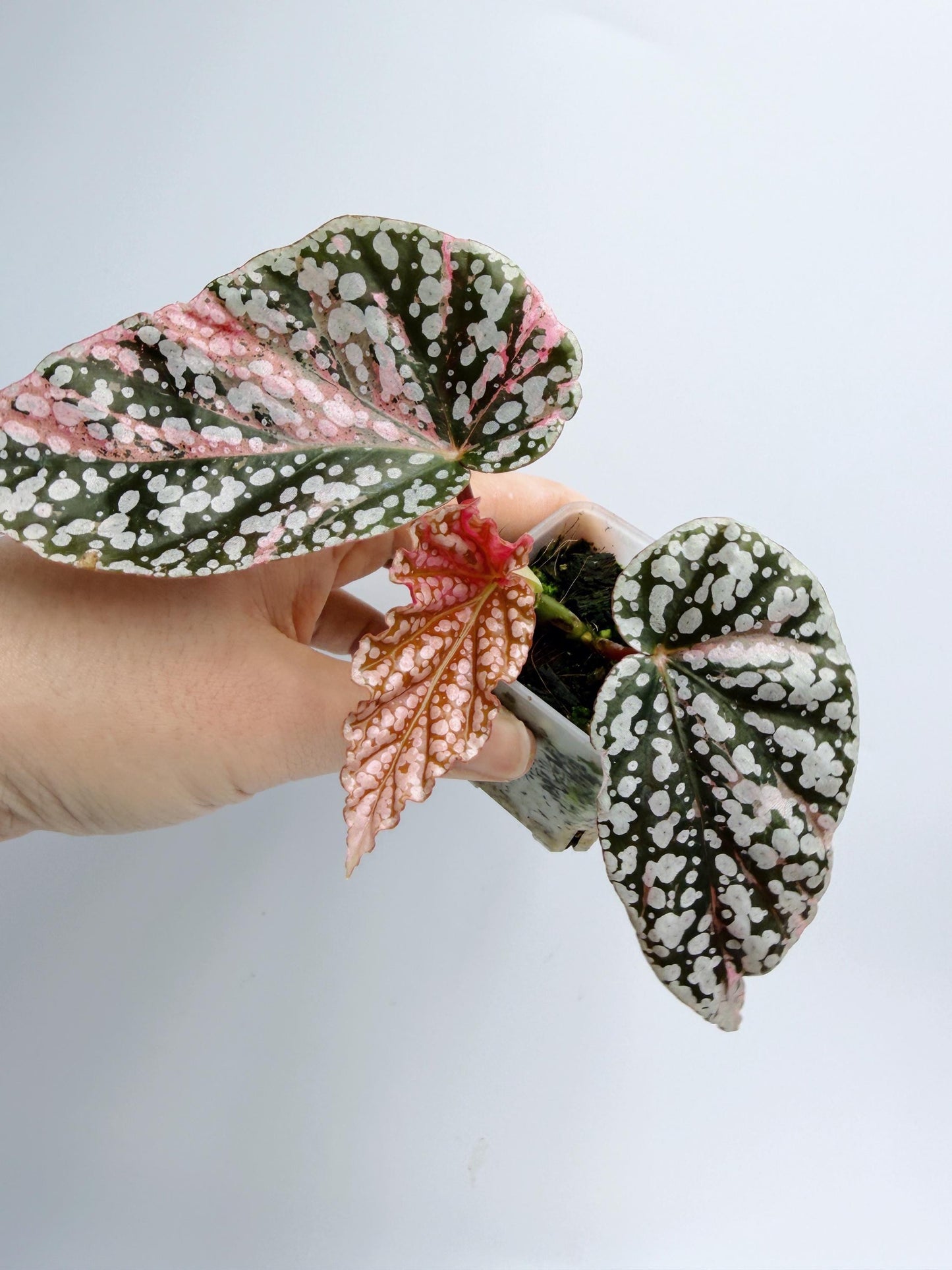 Begonia Snow Capped Variegated
