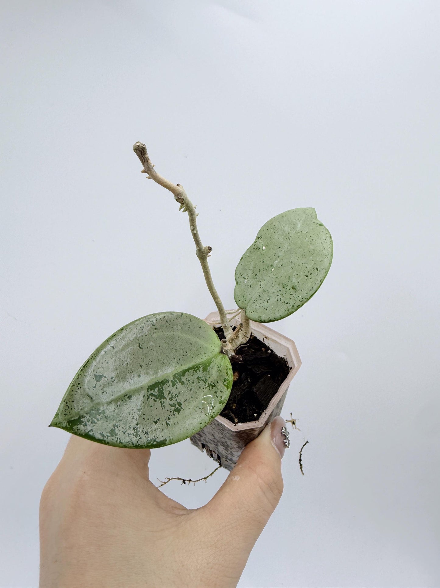 Hoya Verticillata Heart Leaves Silver