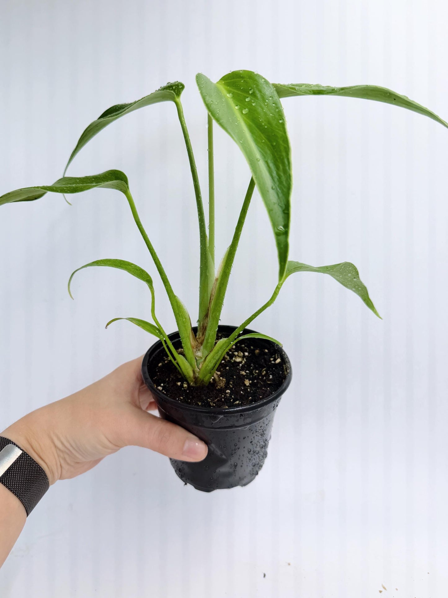 Monstera Burle Marx Flame