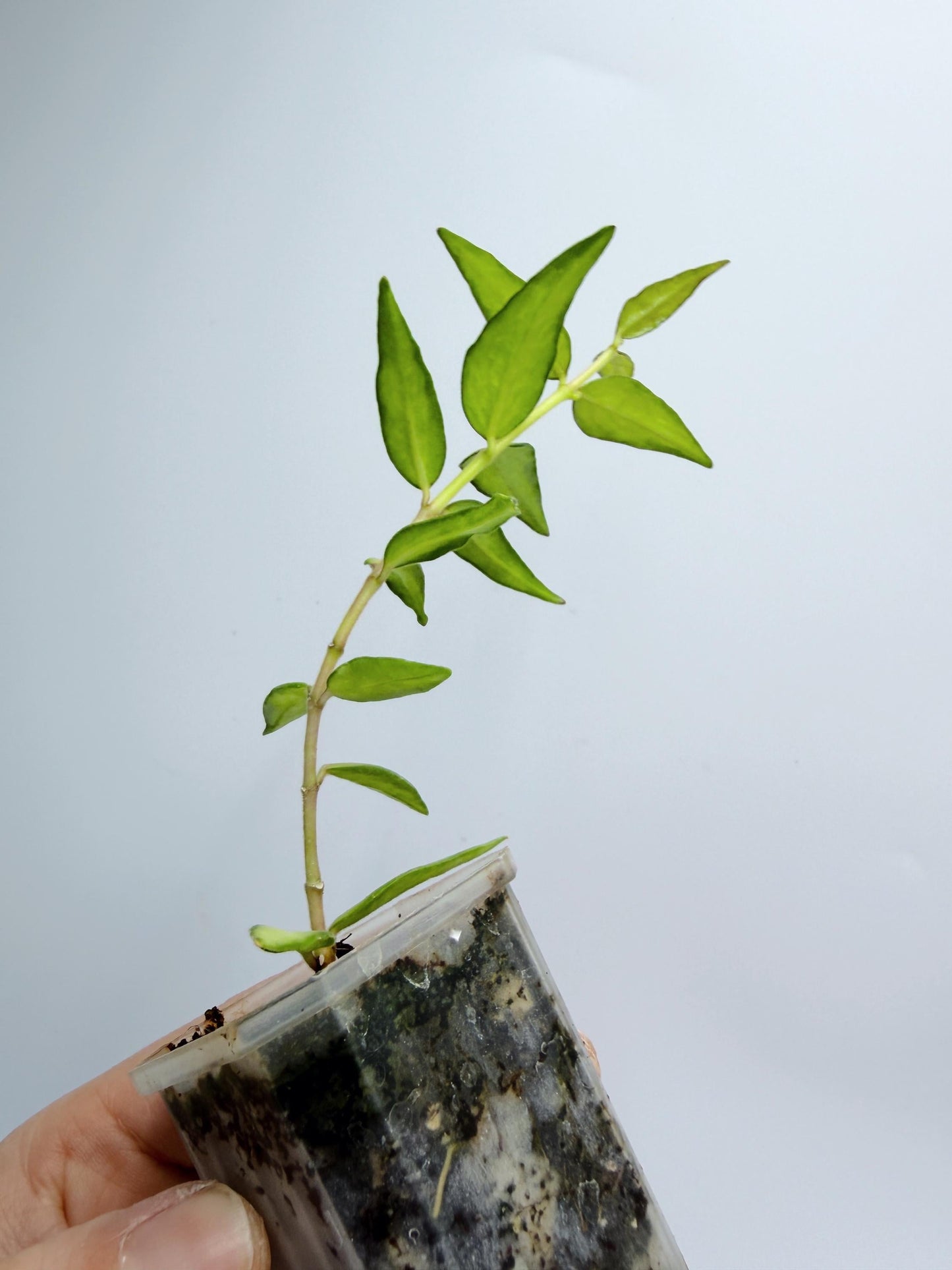 Hoya Bella Inner Variegated