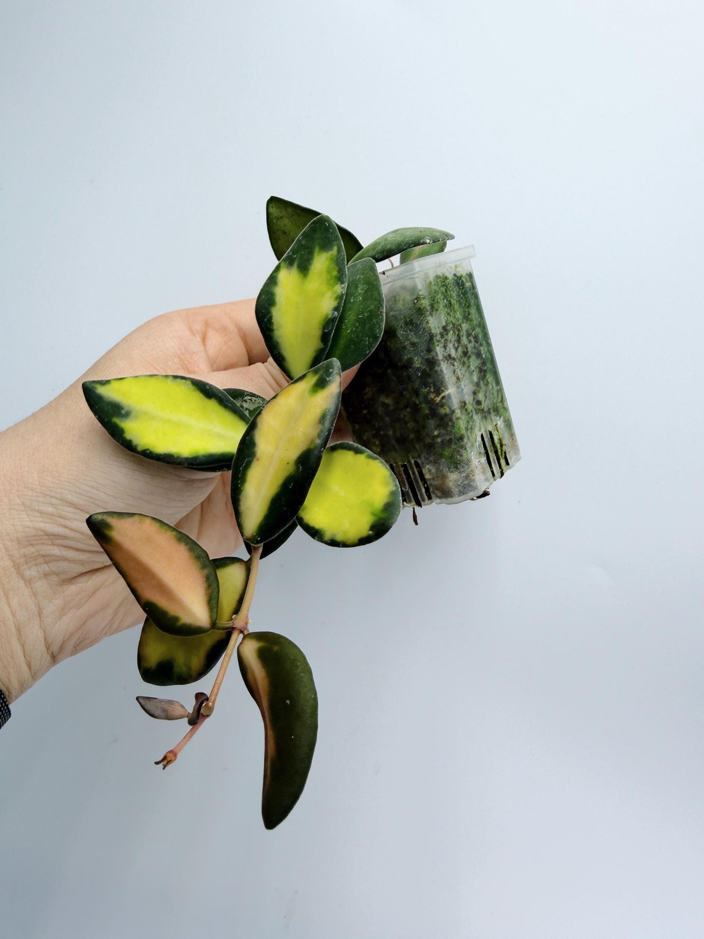 Hoya Burtoniae Variegated
