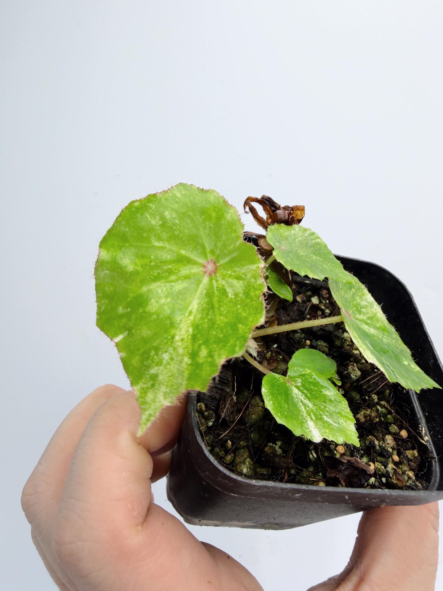 Begonia Rouge Variegated