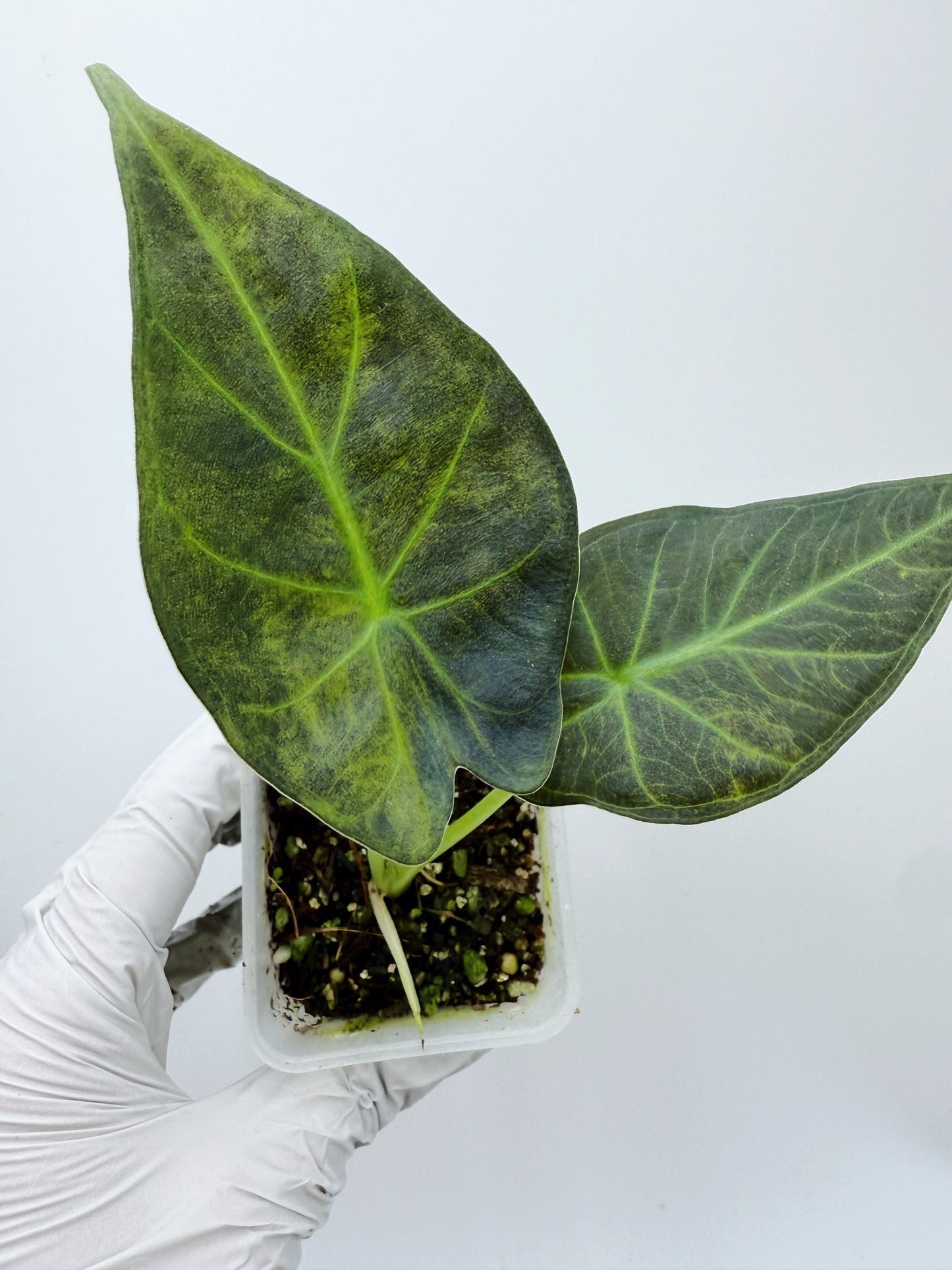 Alocasia Regal Shield Aurea