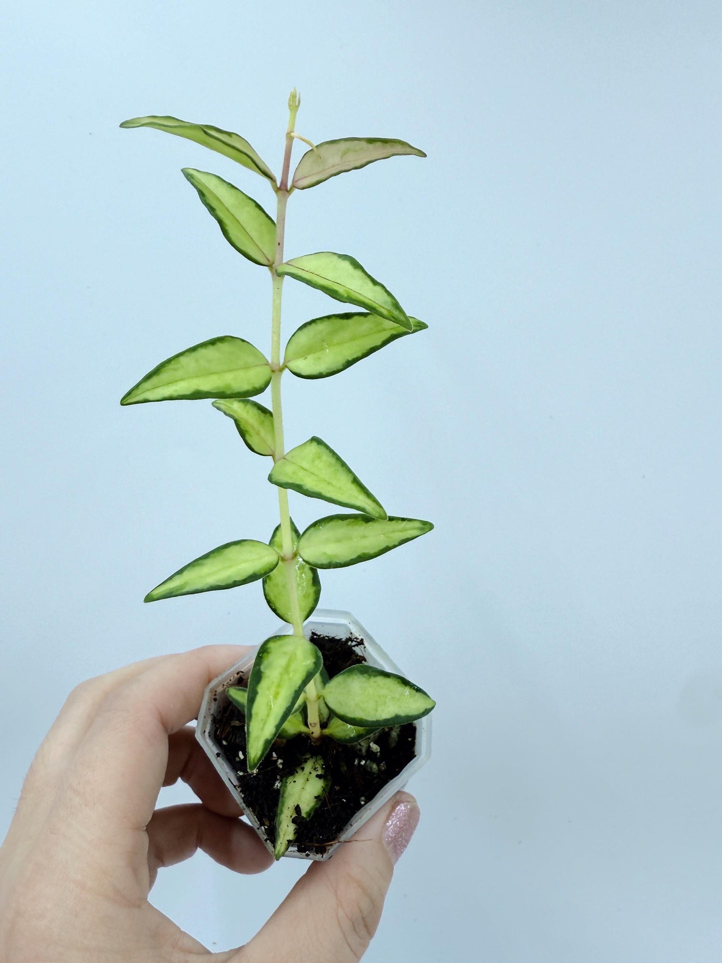 Hoya Bella Inner Variegated
