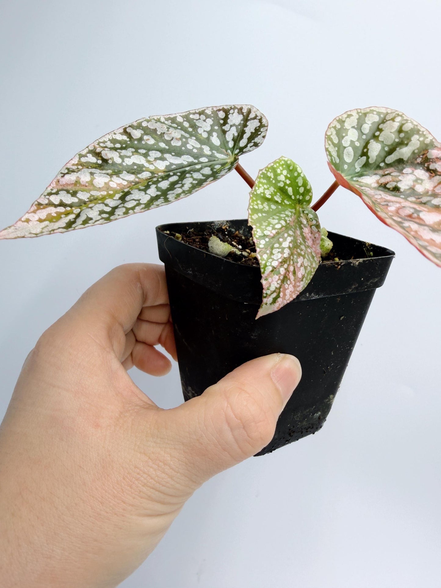 Begonia Snow Capped Variegated