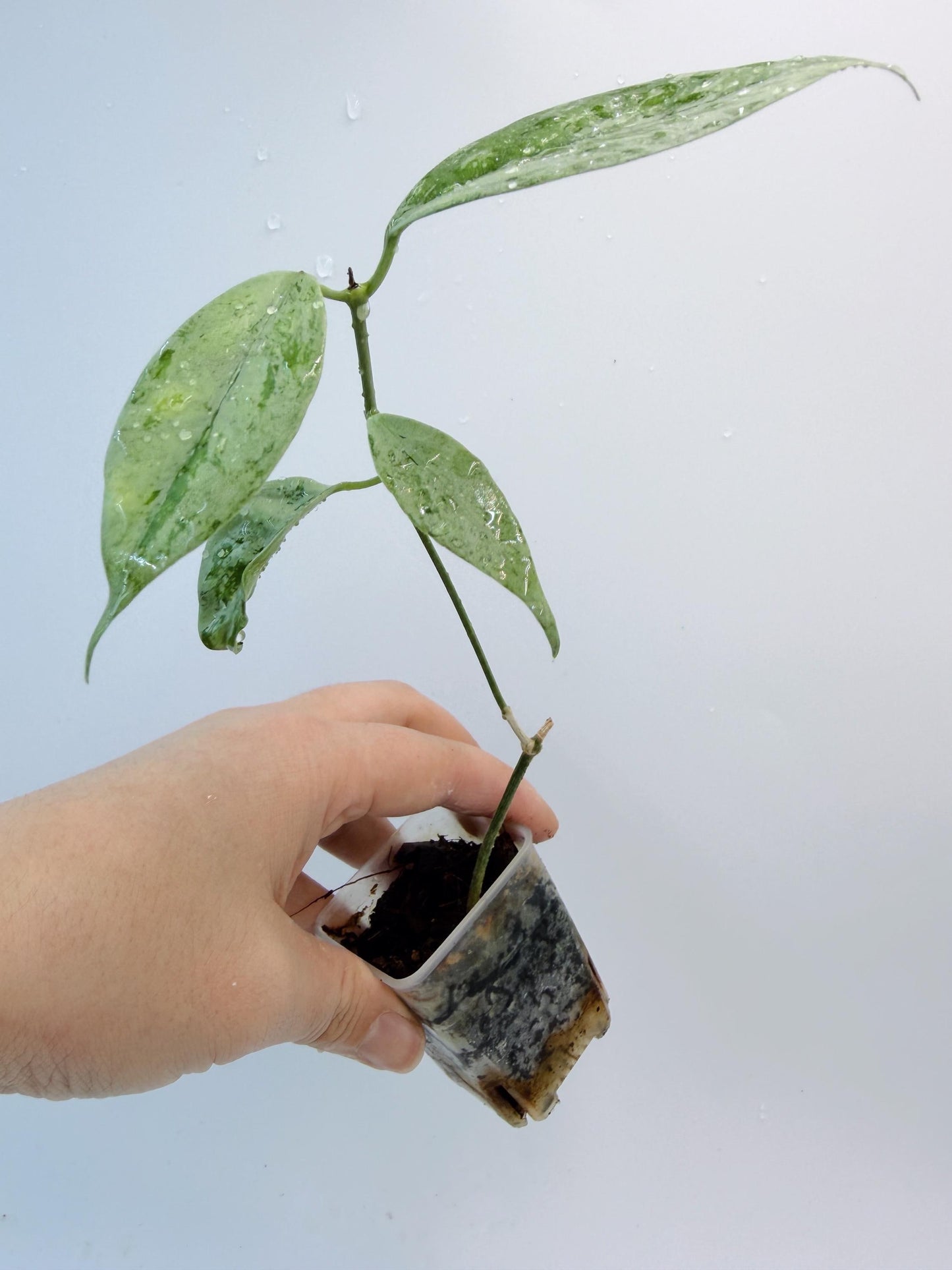 Hoya Coriacea Silver