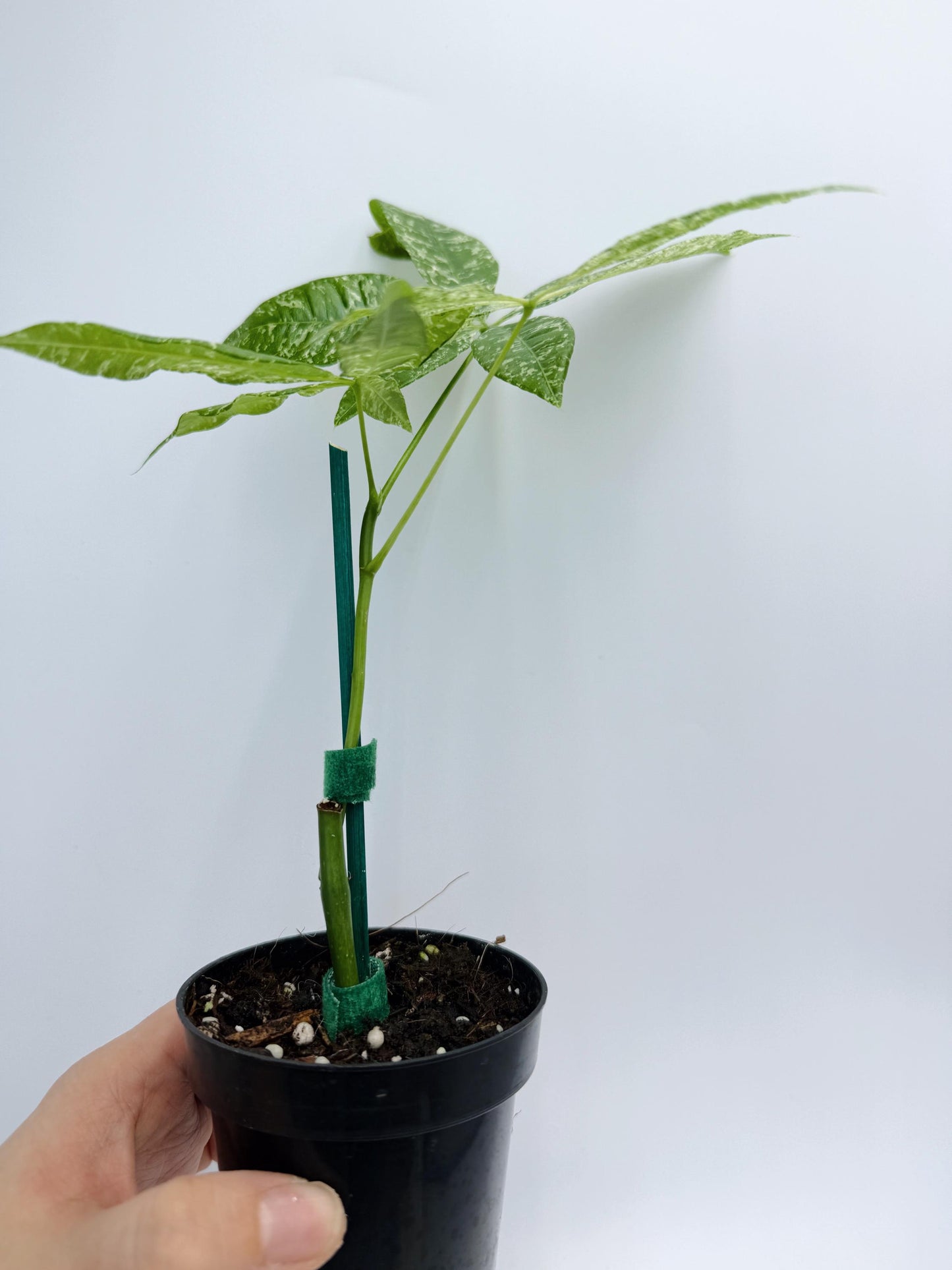 Variegated Money Tree