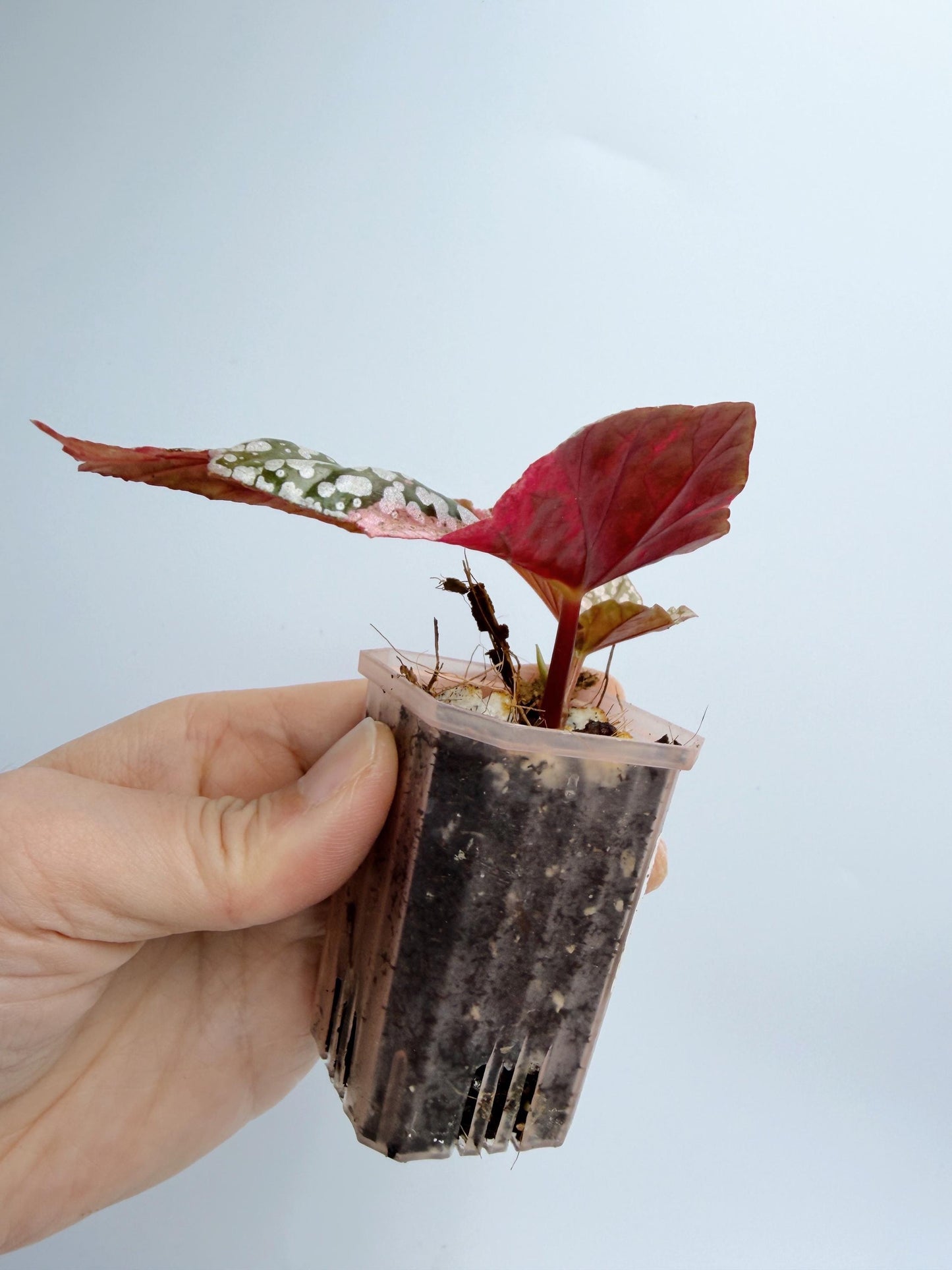 Begonia Snow Capped Variegated