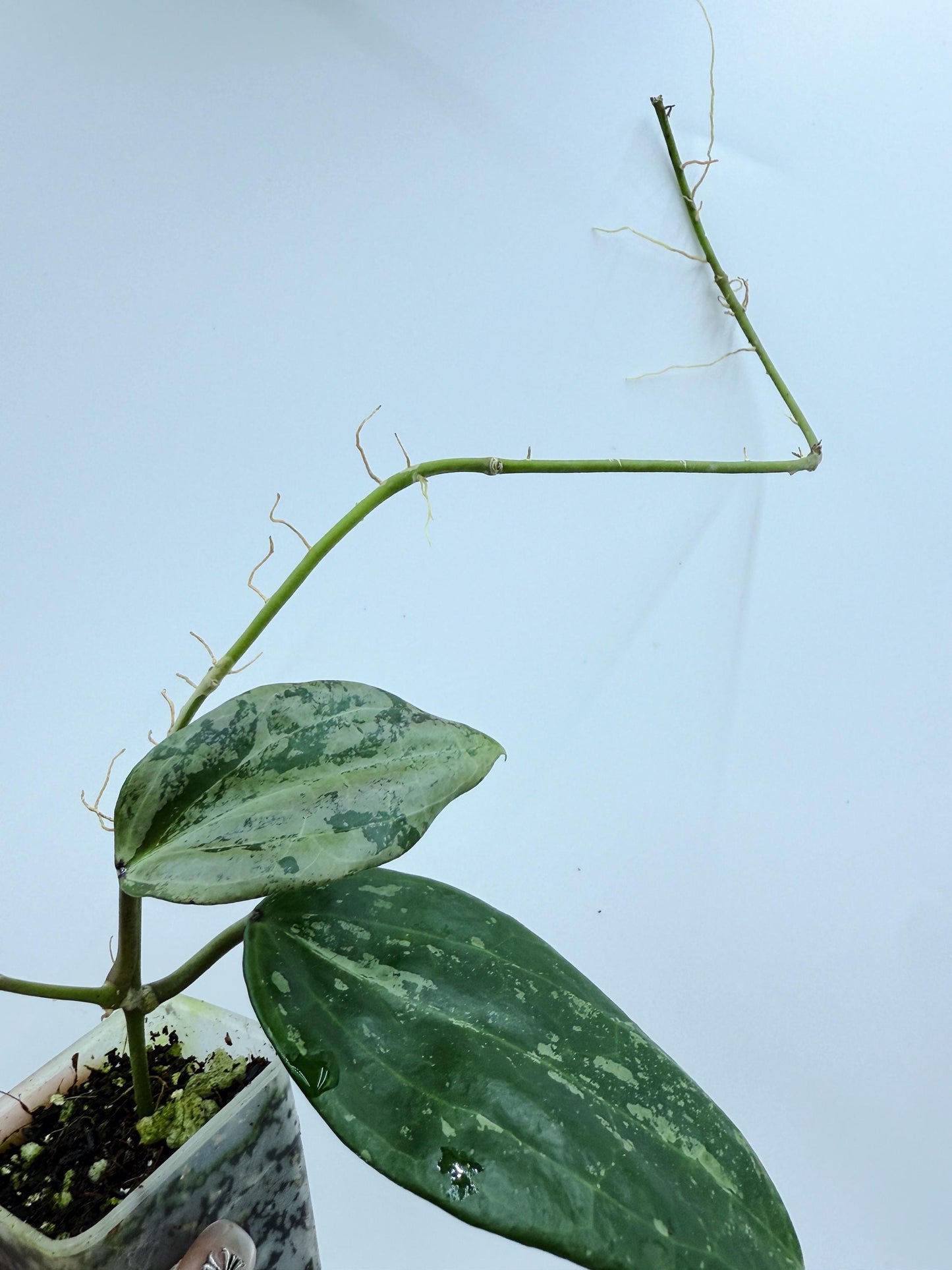 Hoya Michele Silver/Splash