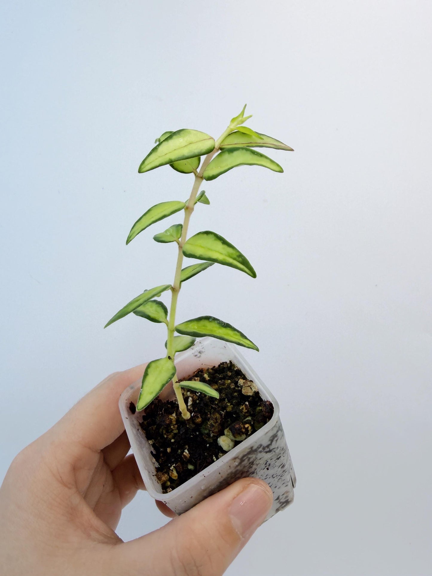 Hoya Bella Inner Variegated