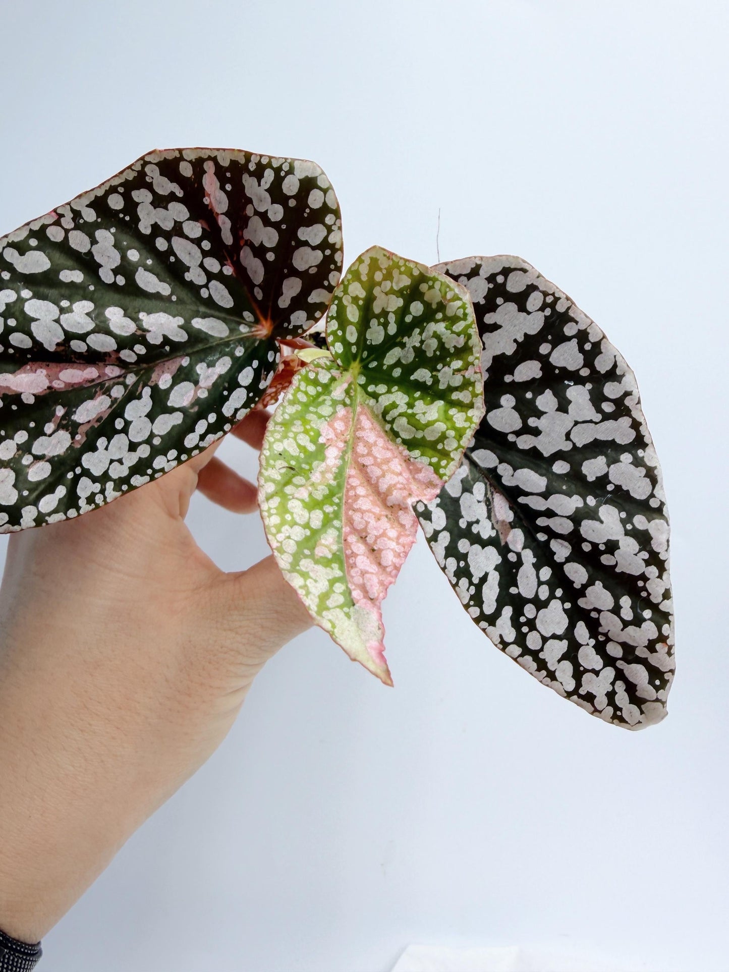 Begonia Snow Capped Variegated