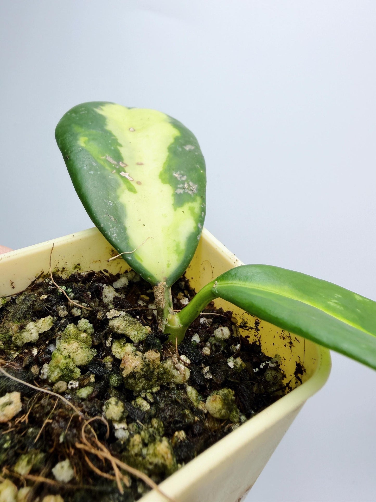 Hoya Diversifolia Maharani Variegata