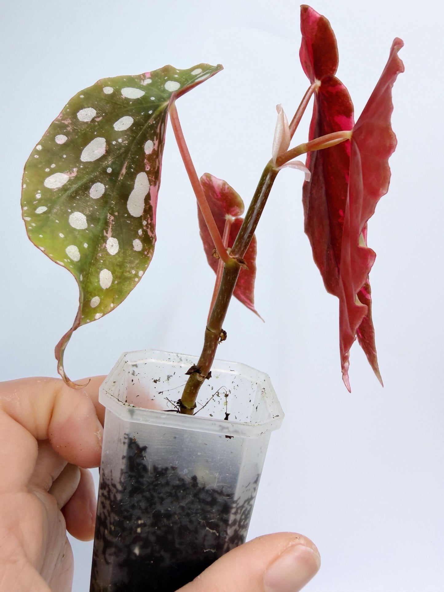 Begonia Maculata Pink Variegated