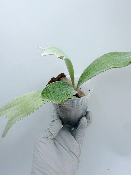 Platycerium Bifurcatum sp.White