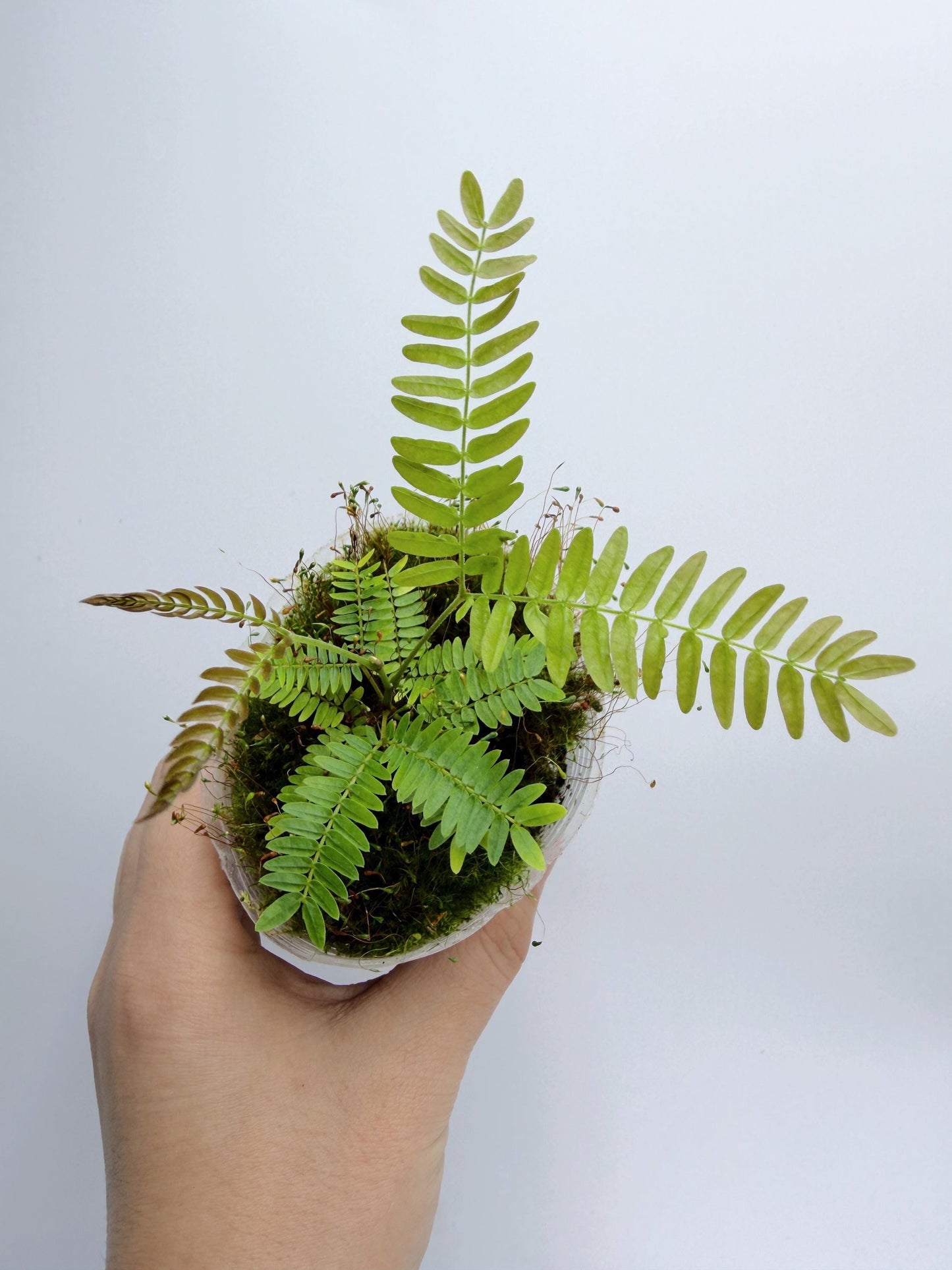 Cojoba Arborea (Everfresh tree)