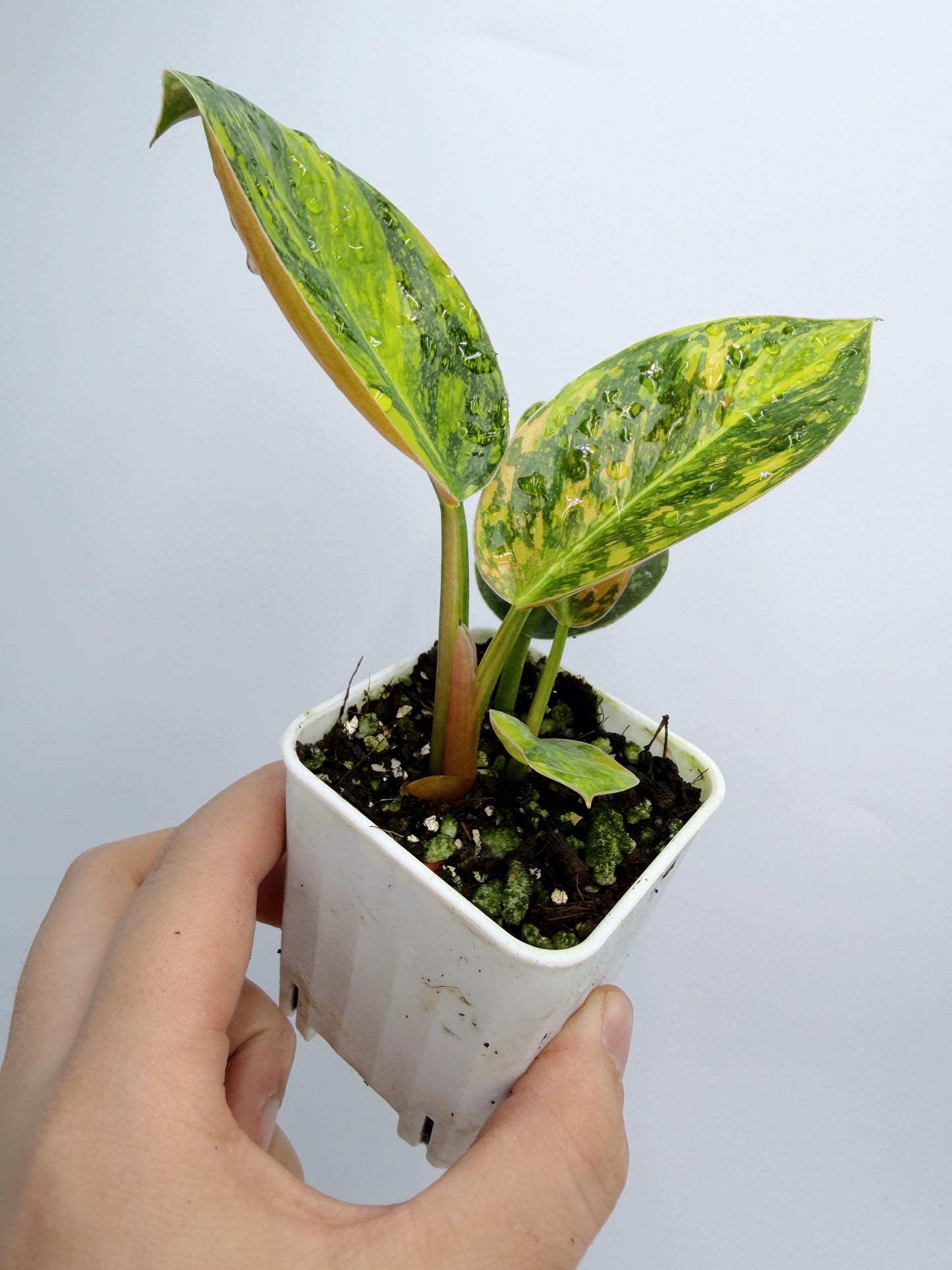 Philodendron Green Congo Nuclear