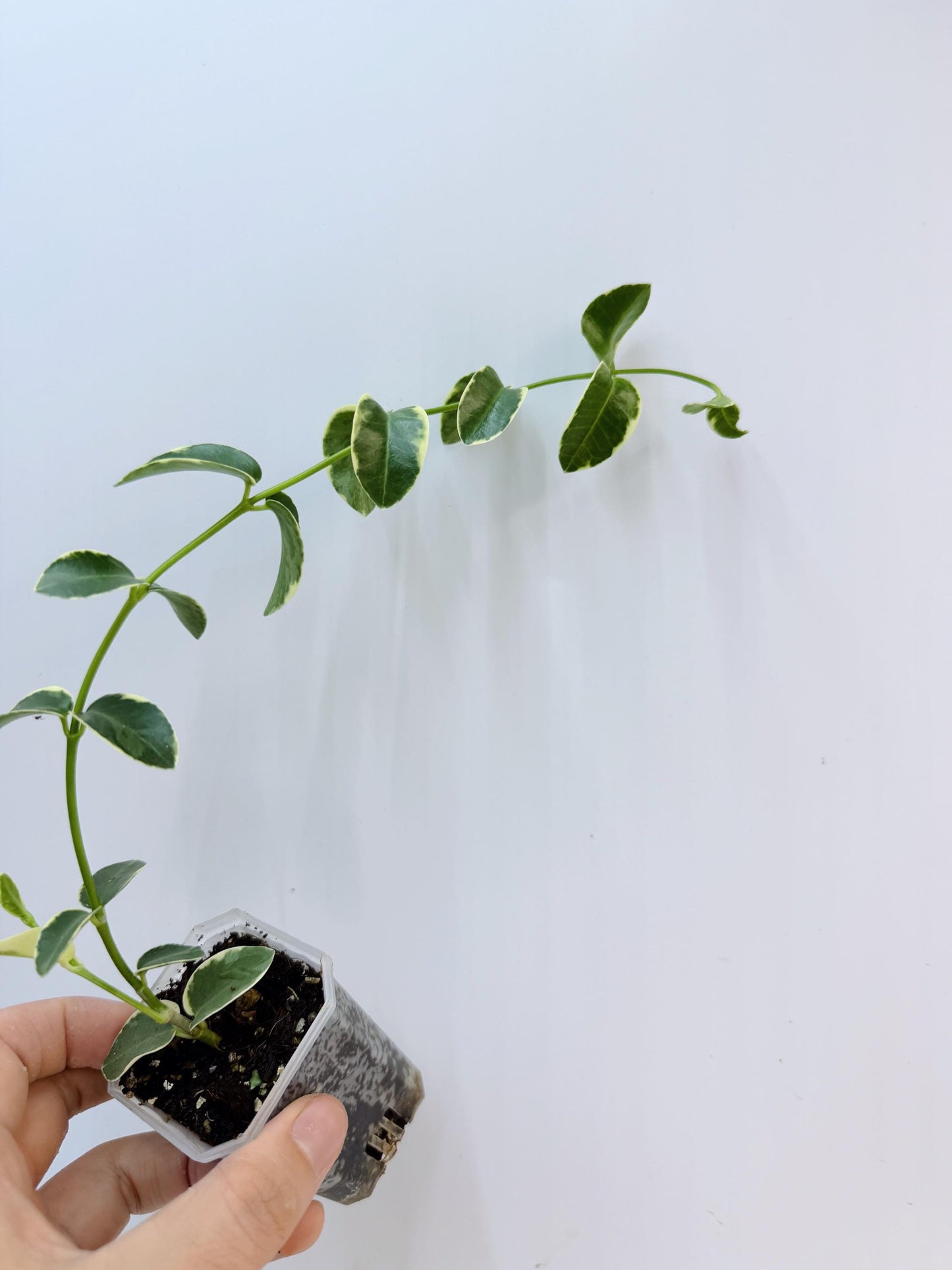 Hoya Cumingiana Albo