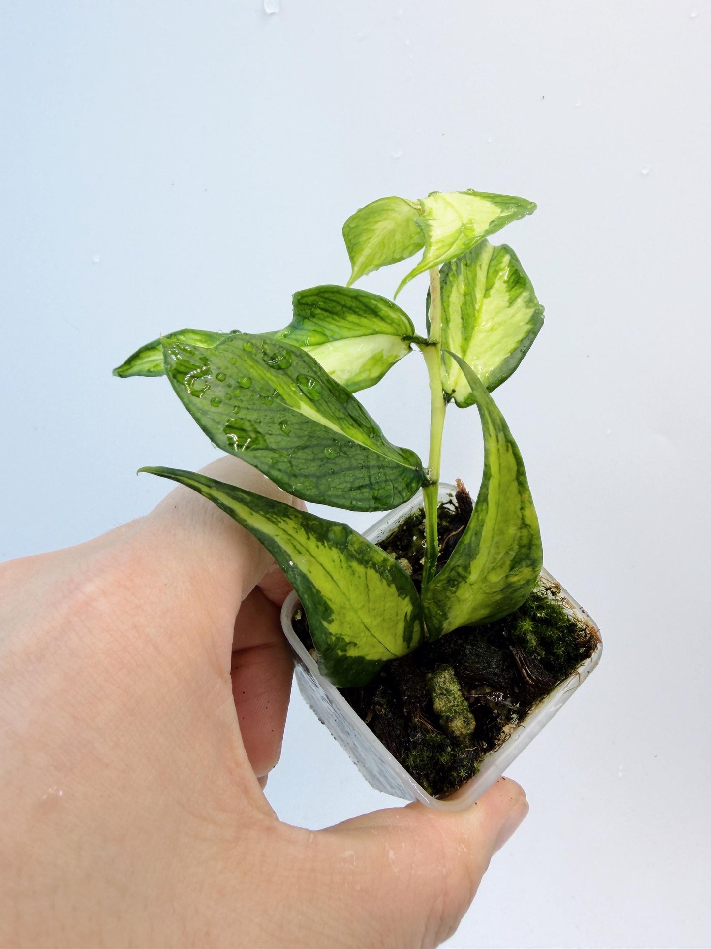 Hoya Polyneura Inner Variegated