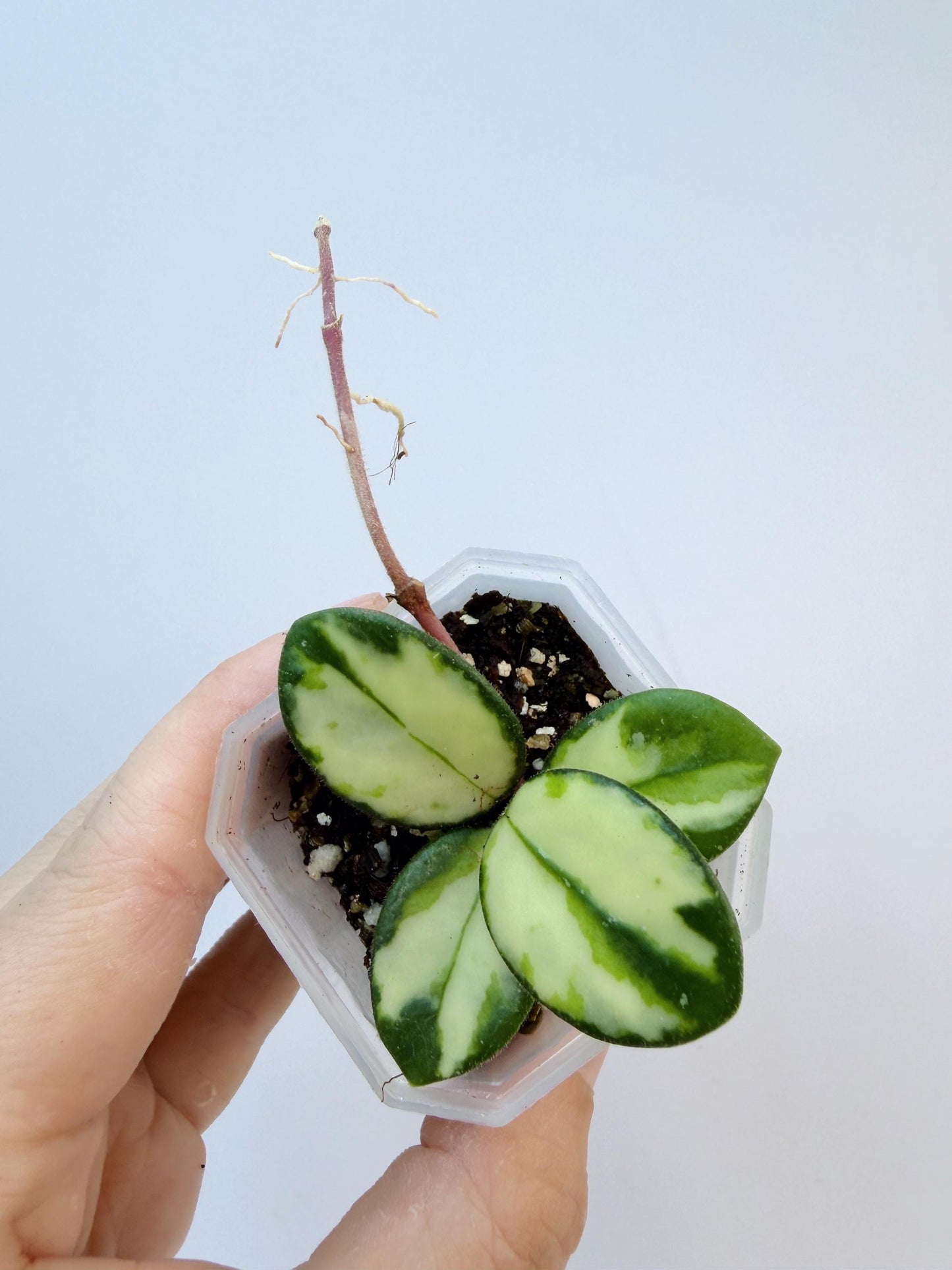 Hoya Mathilde Inner Variegated