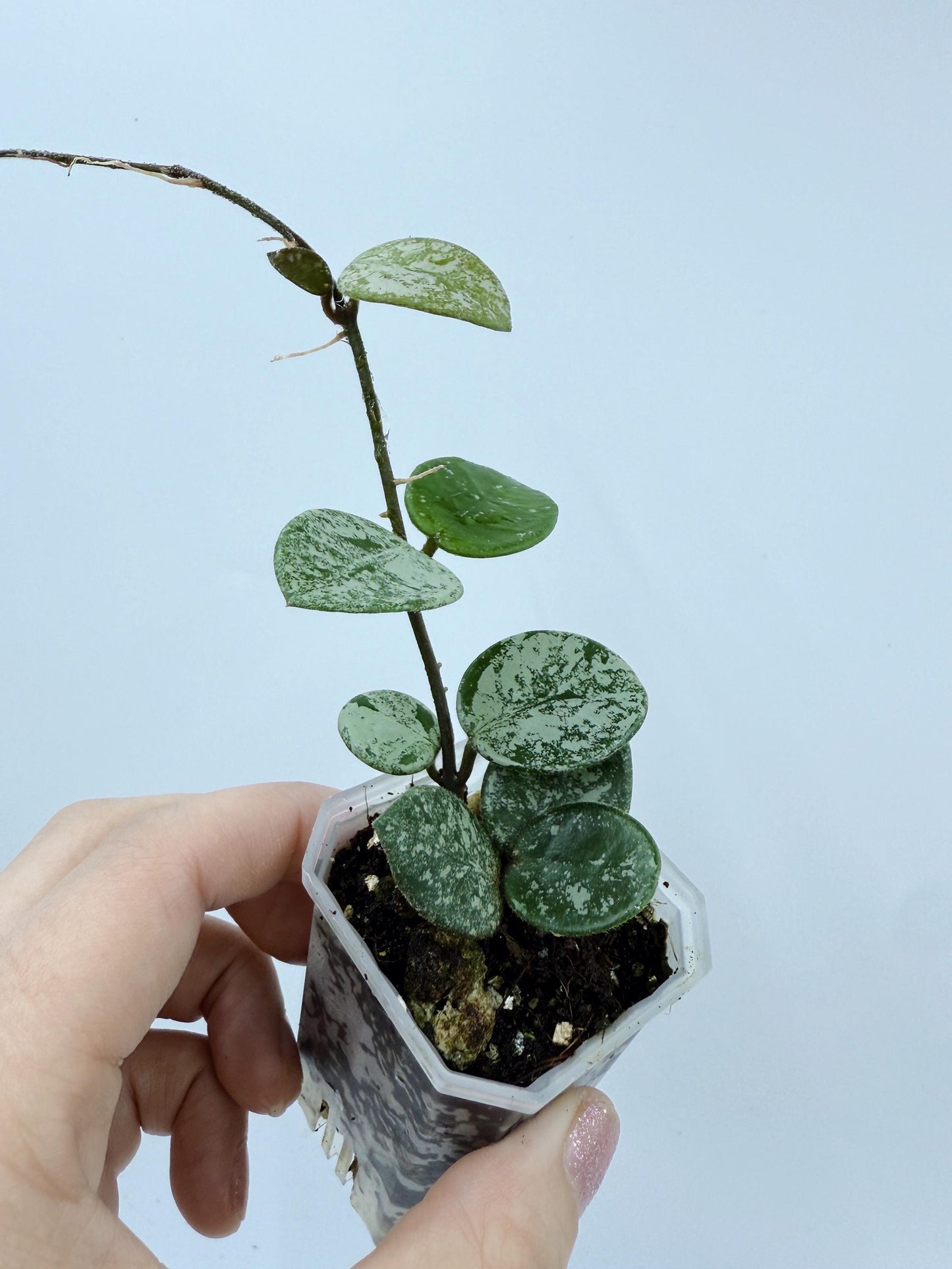 Hoya Mathilde Splash