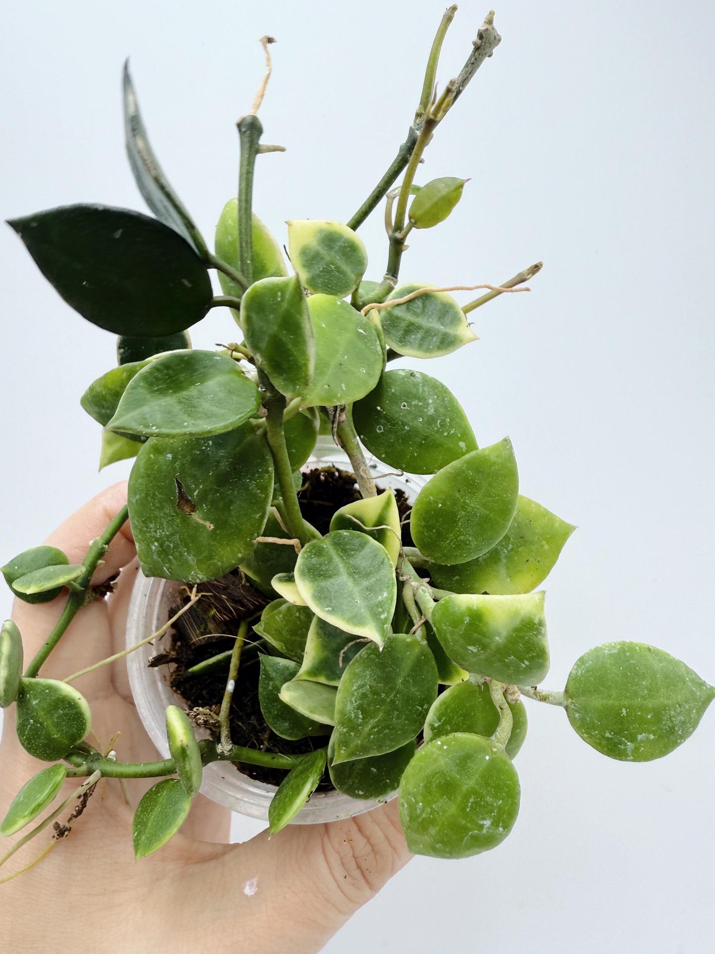 Hoya Lacunosa Asami Clone 2